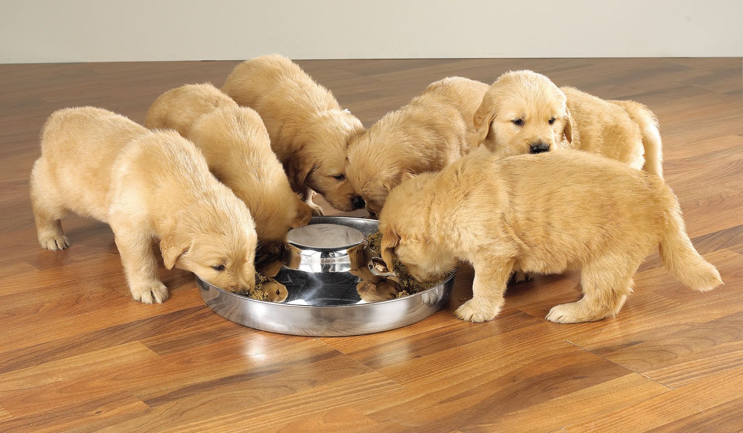 ProSelect Stainless Steel Puppy Bowls - Durable 11