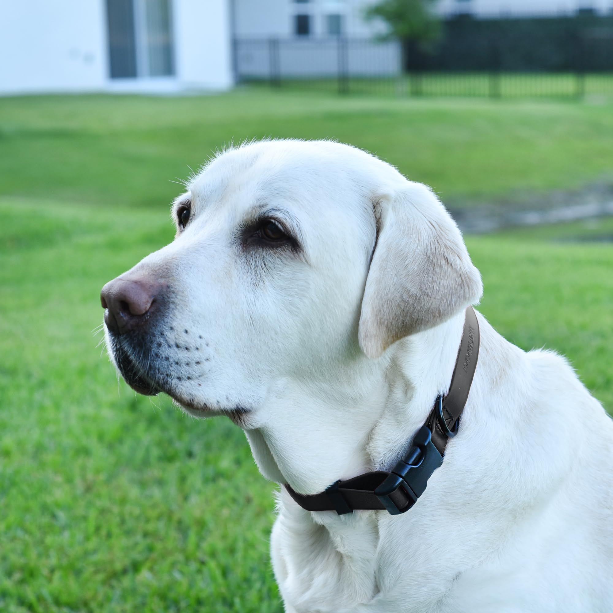 Waterproof Biothane Dog Collar with Quick Release Buckle - Odor-Proof, Easy Clean Nylon Webbing for Small, Medium & Large Dogs (1