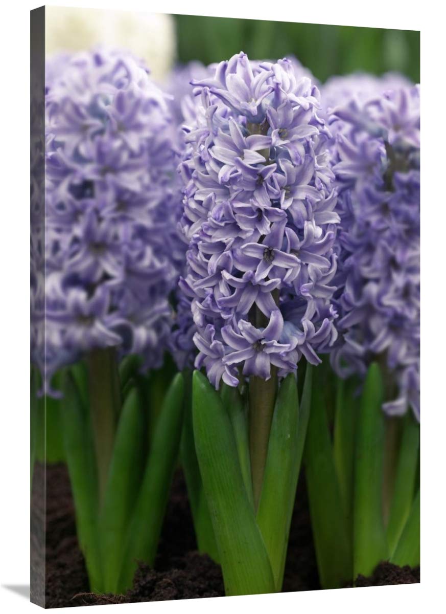 24 x 36 Inch Hyacinth Skyline Floral Art Print - Vibrant Flower Wall Decor for Living Room, Bedroom & Office - Premium Canvas Painting by Visionspictures - Perfect Gift for Home Decor & Housewarming