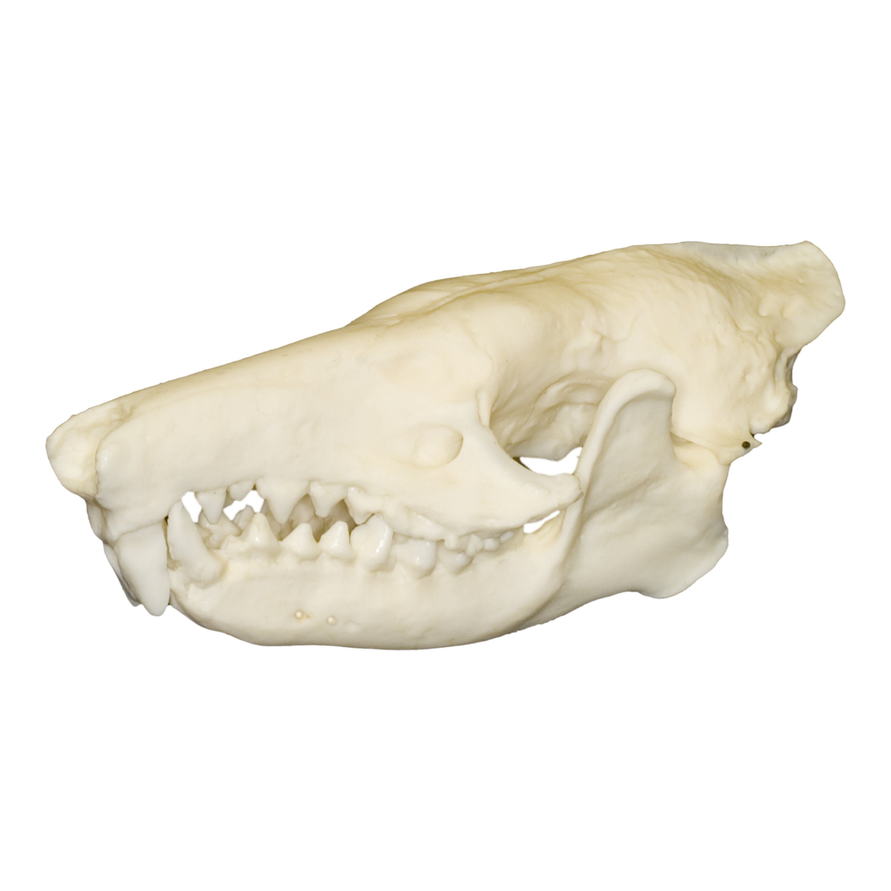 Authentic Replica Cuban Solenodon Skull - Rare Collectible Fossil Specimen for Science Education, Museum Display & Home Decor