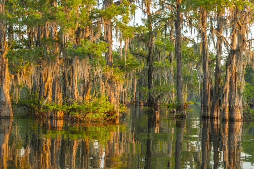 24x36 Atchafalaya National Wildlife Refuge Sunrise Photo Print - Cypress Trees & Spanish Moss Landscape Poster - Louisiana USA Wall Art for Living Room, Office & Bedroom Decor