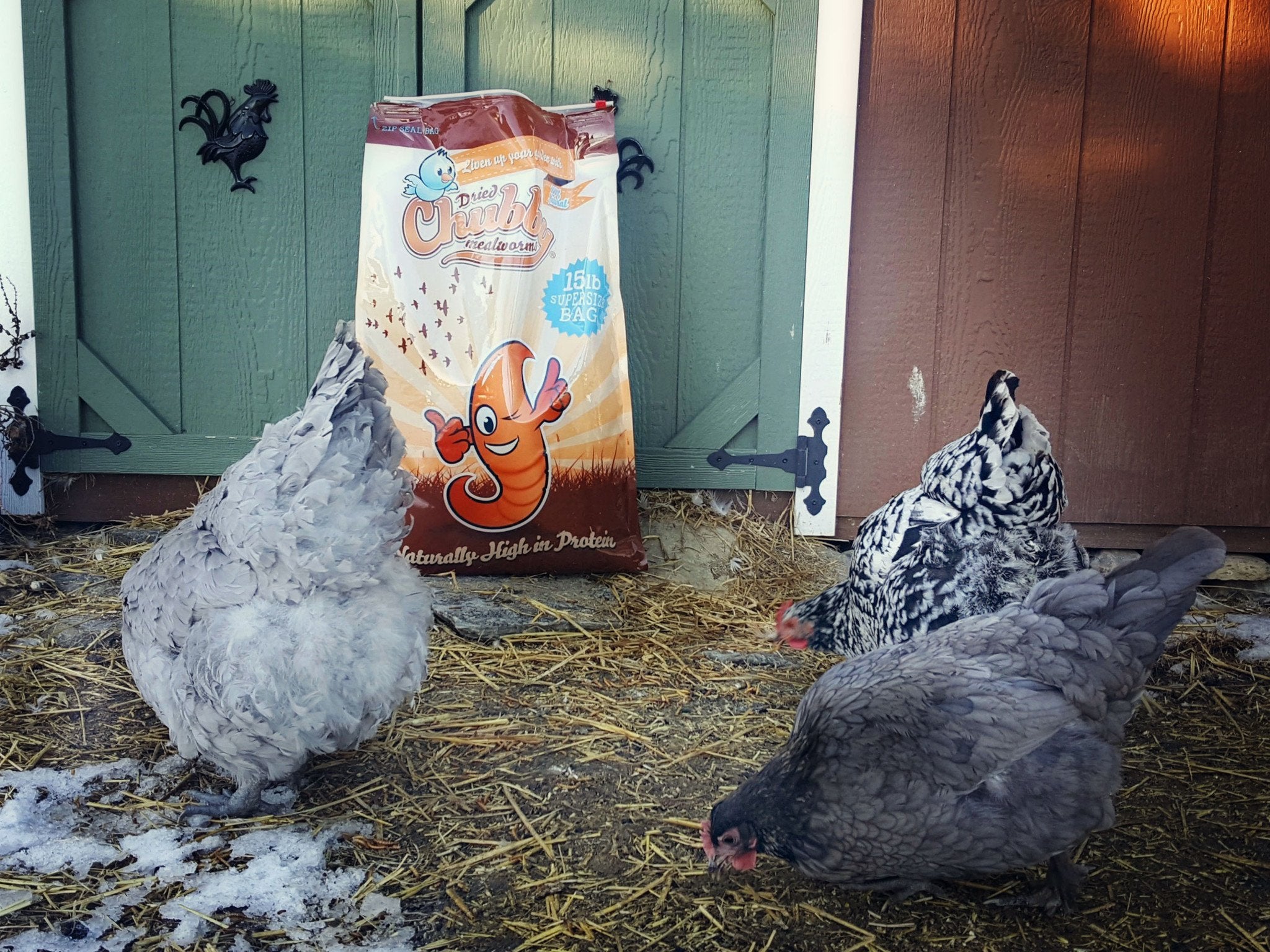 Premium 30Lbs Chubby Dried Mealworms - High Protein Bird & Reptile Food for Chickens, Wild Birds, Turtles & Fish - Perfect for Pet Feeding & Outdoor Wildlife Attraction