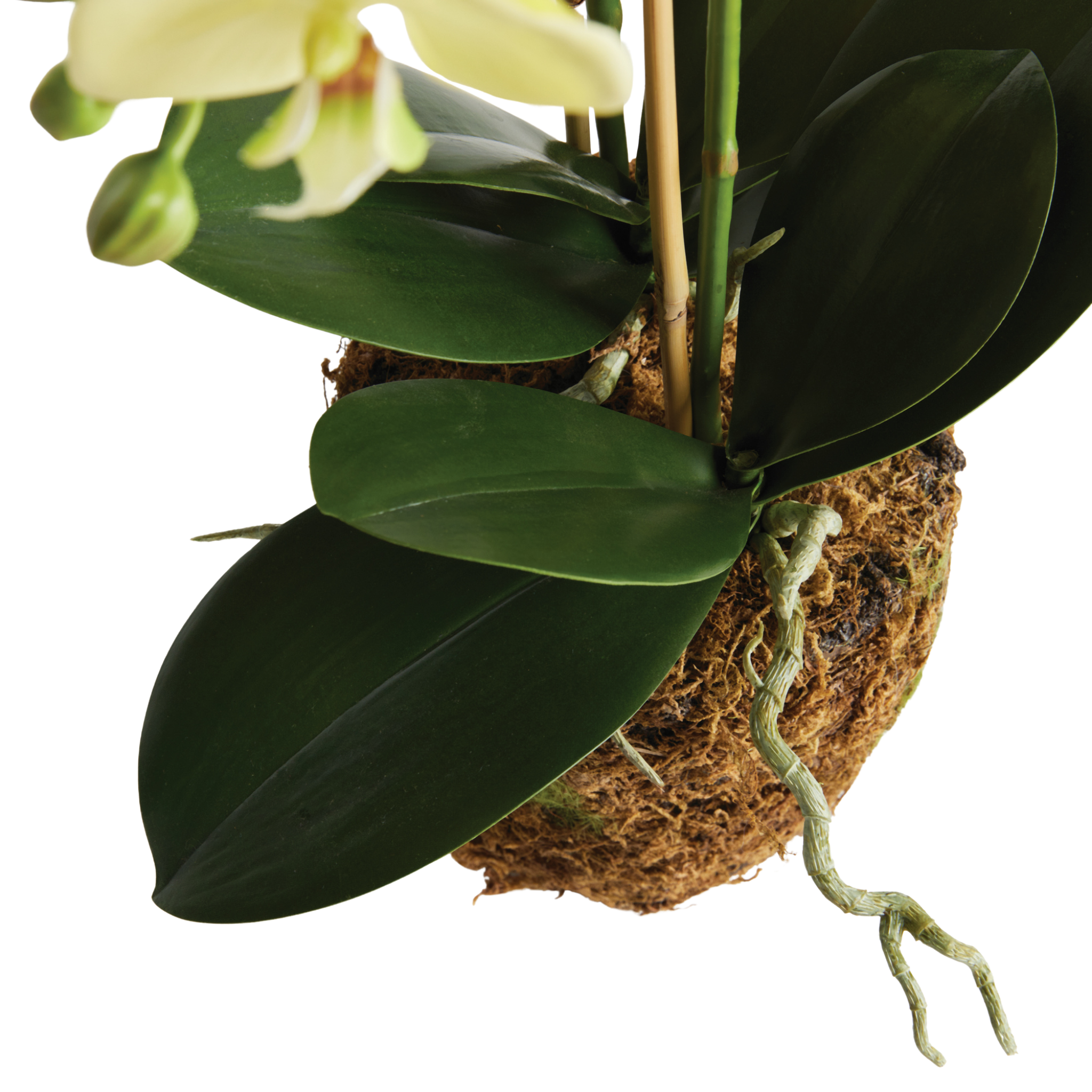 30 Faux Phalaenopsis Orchid Drop In - Artificial Silk Orchid Flowers for Home Decor, Wedding Centerpieces & Office Arrangements