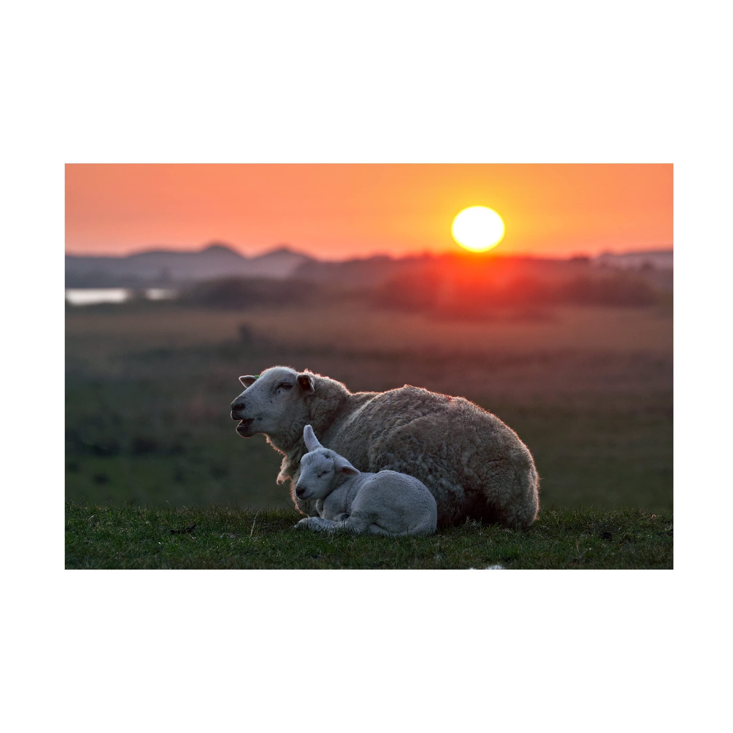 Trademark Fine Art 'Sleep Well Sheep' Canvas Wall Art by Bodo Balzer - Perfect for Nursery, Bedroom & Home Decor