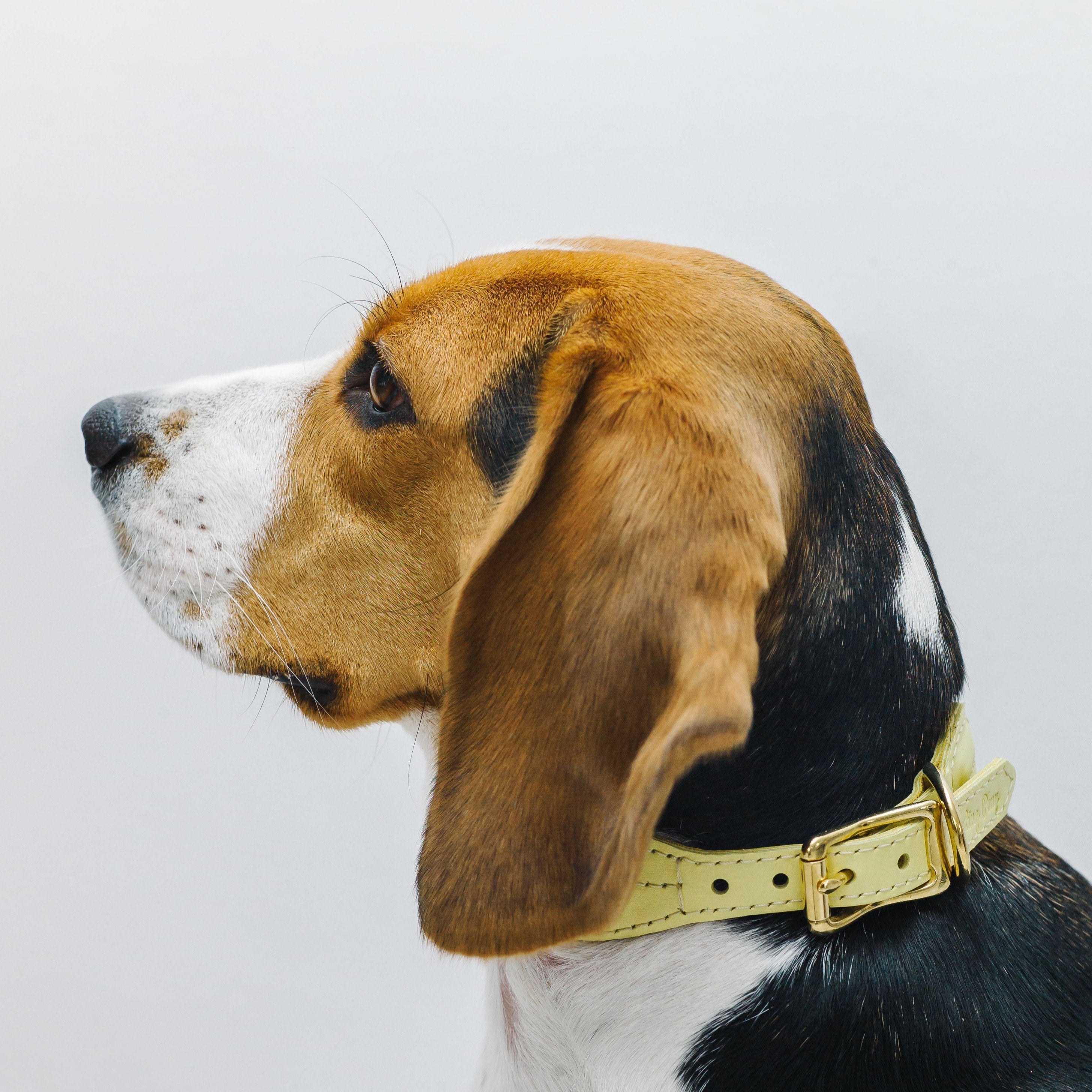 Premium Yellow Dog Collar for Small & Medium Dogs - Adjustable, Durable & Stylish Pet Accessory for Daily Walks, Training & Outdoor Adventures