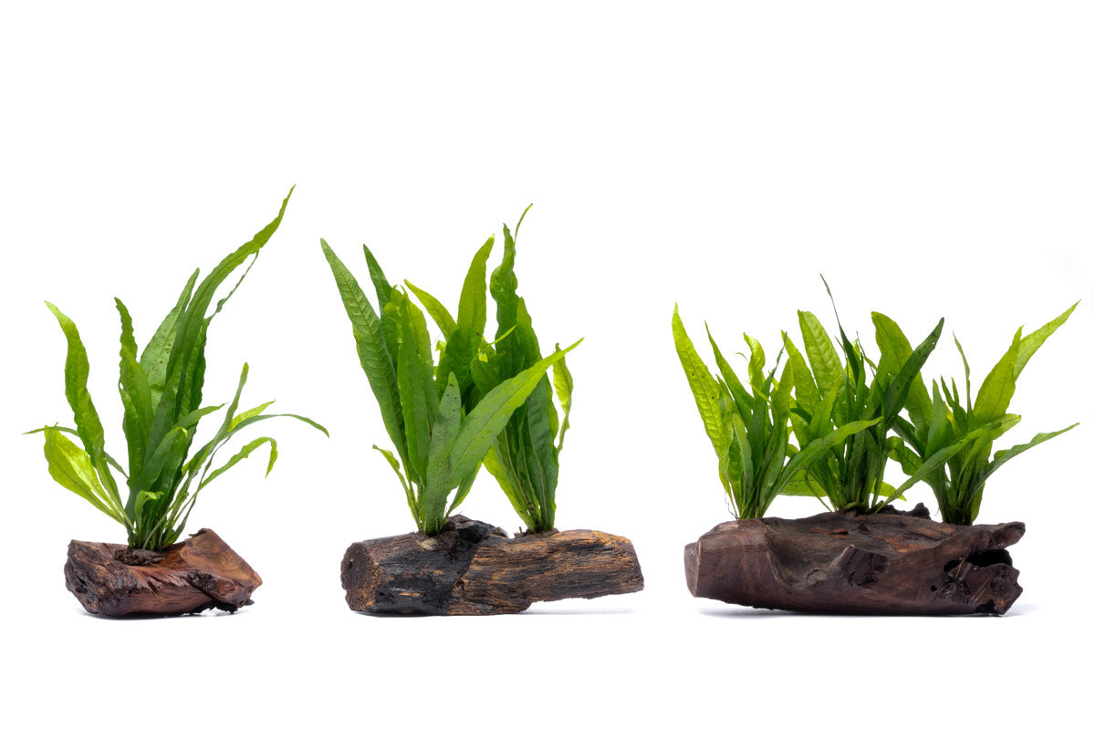 Microsorum Pteropus Java Fern on Driftwood - Perfect for Aquascaping & Natural Fish Tank Decor