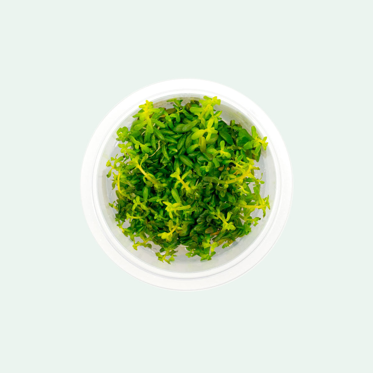 Rotala Rotundifolia Aquatic Plant - Live Freshwater Aquarium Plant for Fish Tanks, Ponds & Aquascaping (Ideal for Beginners & Planted Tanks)