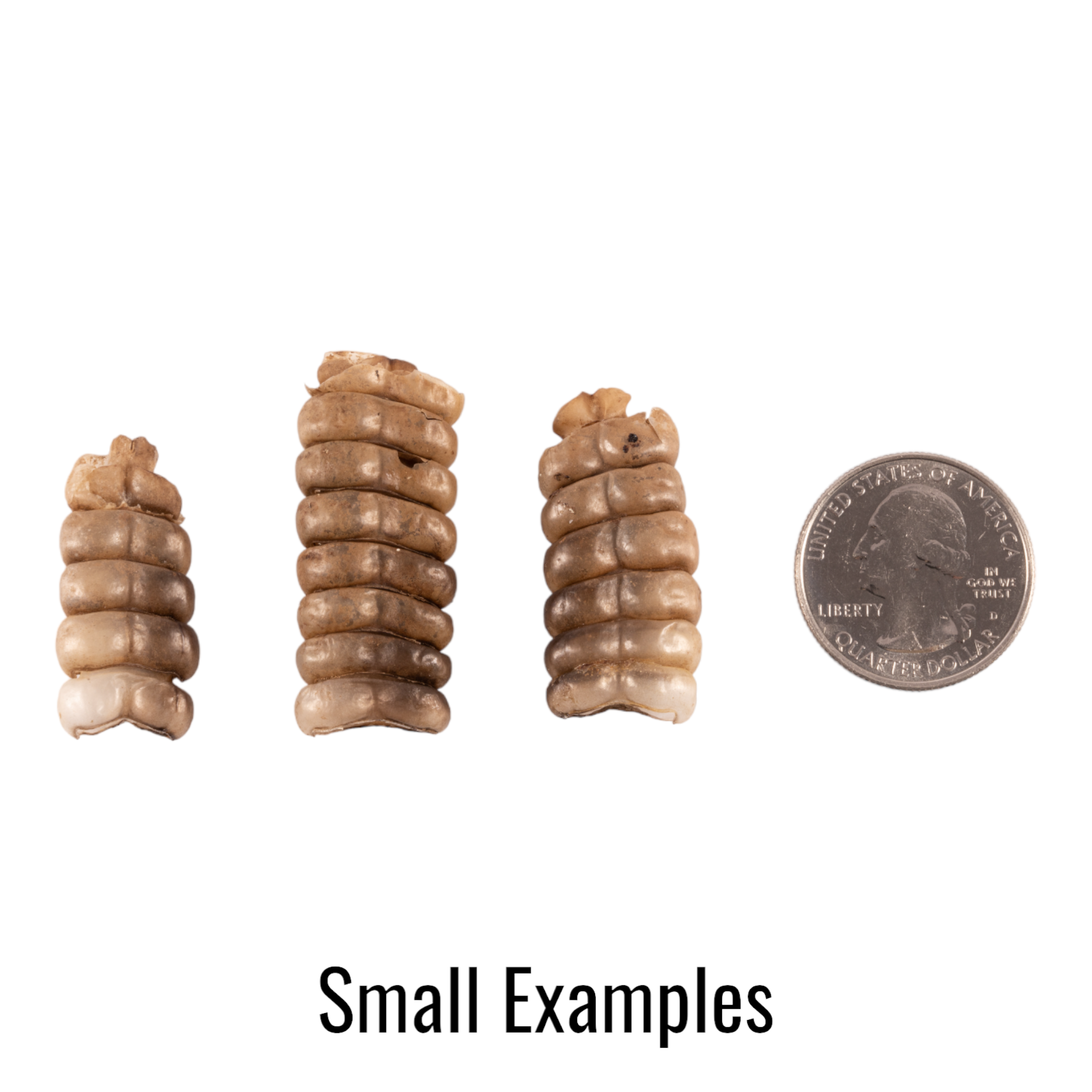 Authentic Real Rattlesnake Rattle - Genuine Snake Tail for Crafts, Jewelry Making & Western Decor | Perfect for DIY Projects, Native American Art & Home Decor