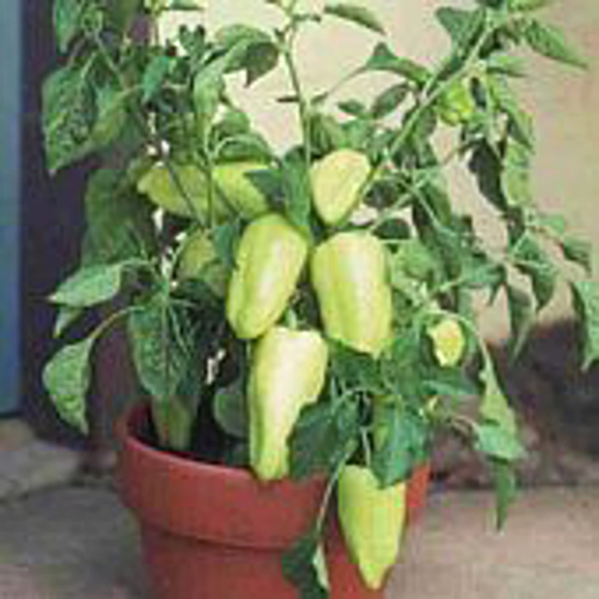 Non-GMO Gypsy Sweet Pepper Seeds (20+ Seeds) - Heirloom Vegetable & Fruit Seeds for Planting | Home Garden, Greenhouse, Container Gardening | Perfect for Salads, Stir-Fries & Fresh Eating