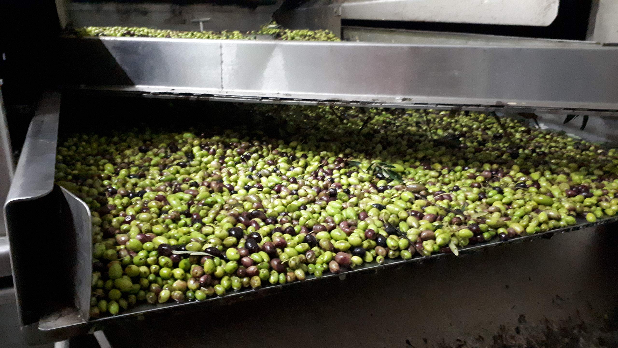 Premium Greek Extra Virgin Olive Oil - Makaria Terra, Koroneiki Variety, 2020/21 Harvest, 0.12% Acidity, Medium Intensity | NYIOOC Gold Award Winner | Single Origin, Family Farm | 5L Tin | Perfect for Salad Dressing, Dipping & Gourmet Cooking