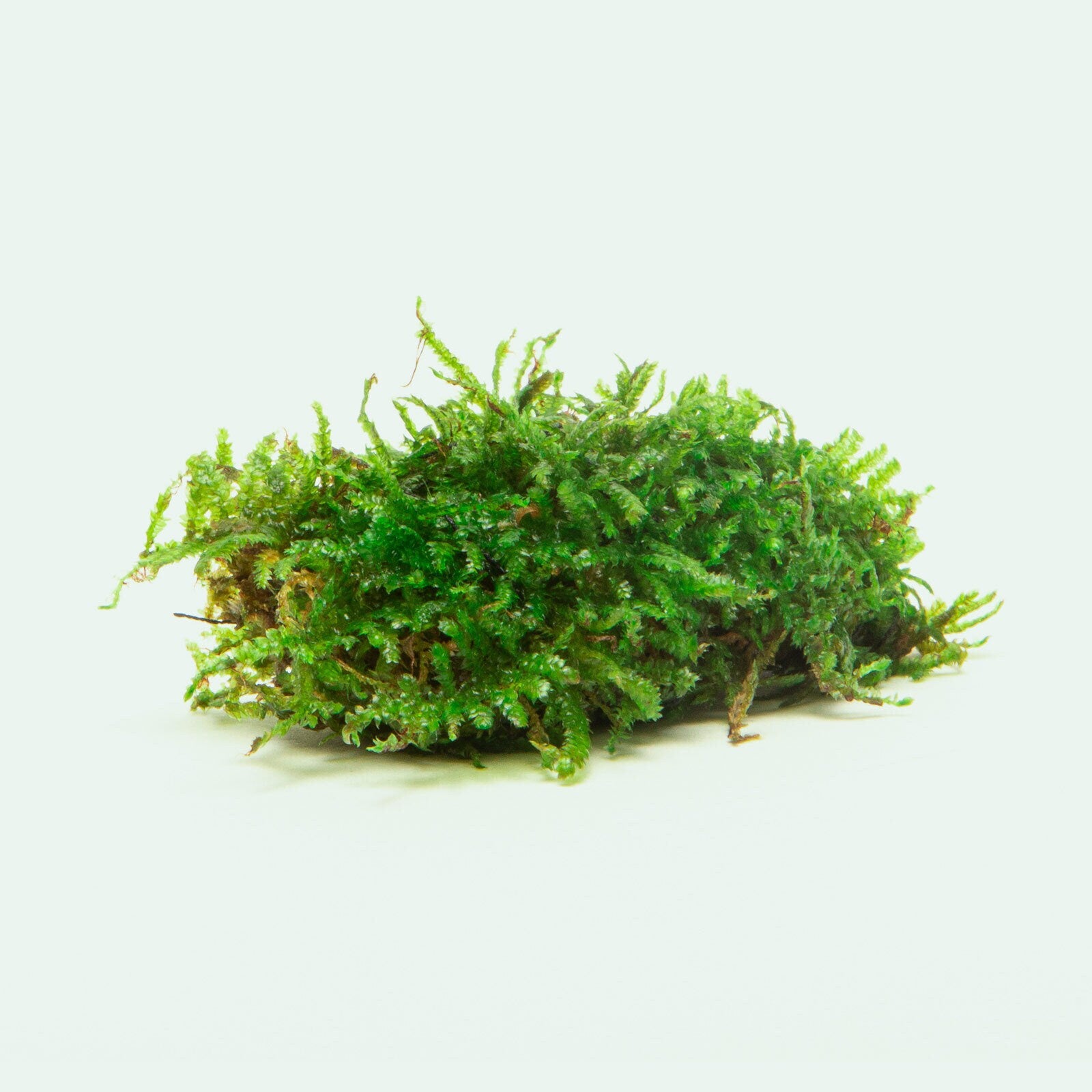 Premium Christmas Moss Decor Block for Aquarium & Terrarium - Natural Aquatic Plant Decoration for Fish Tanks, Shrimp Habitats & Reptile Enclosures