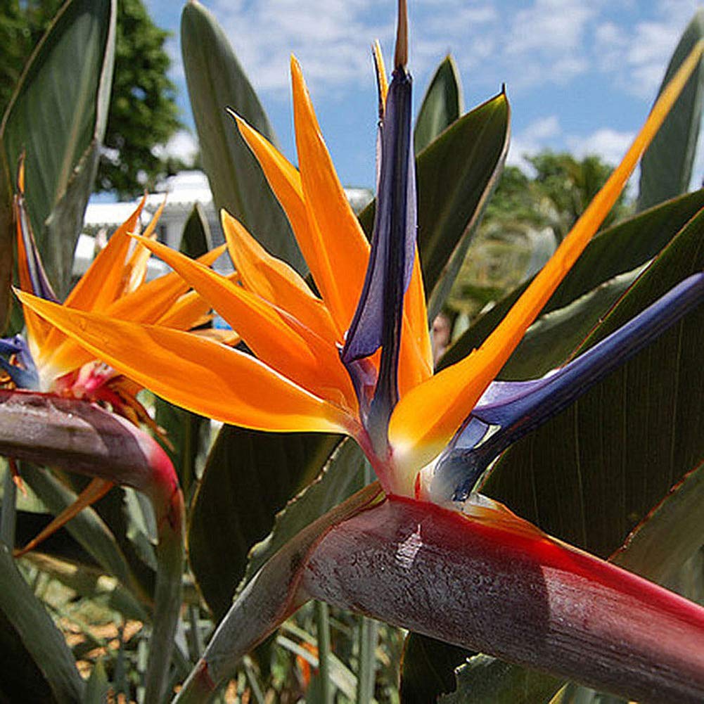 Exotic Strelitzia Reginae Seeds - Bird of Paradise Flower Plants for Indoor & Outdoor Gardening | Tropical Perennial Blooms for Home Decor, Landscaping & Gift Giving