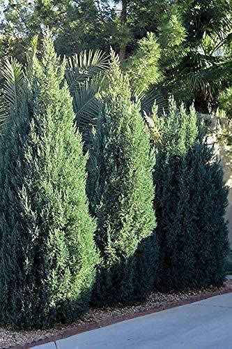 Spiny Greek Juniper (Juniperus Chinensis) - 15 Live 4 Inch Pots - Drought Tolerant, Cold Hardy Evergreen Screening Plants for Privacy Hedges, Landscaping & Windbreaks
