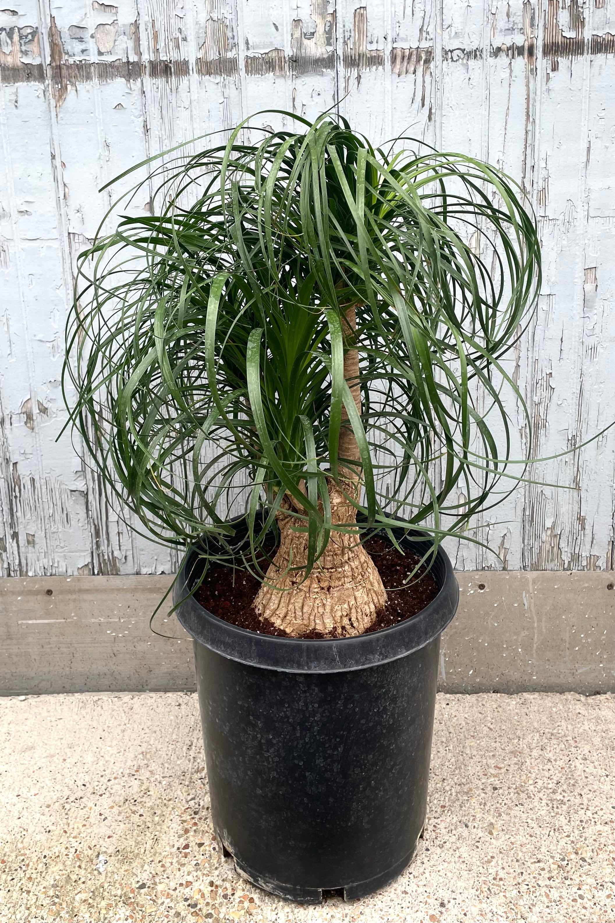 Beaucarnea Ponytail Palm #7 Stump - Low Maintenance Indoor House Plant for Home, Office & Garden Decor
