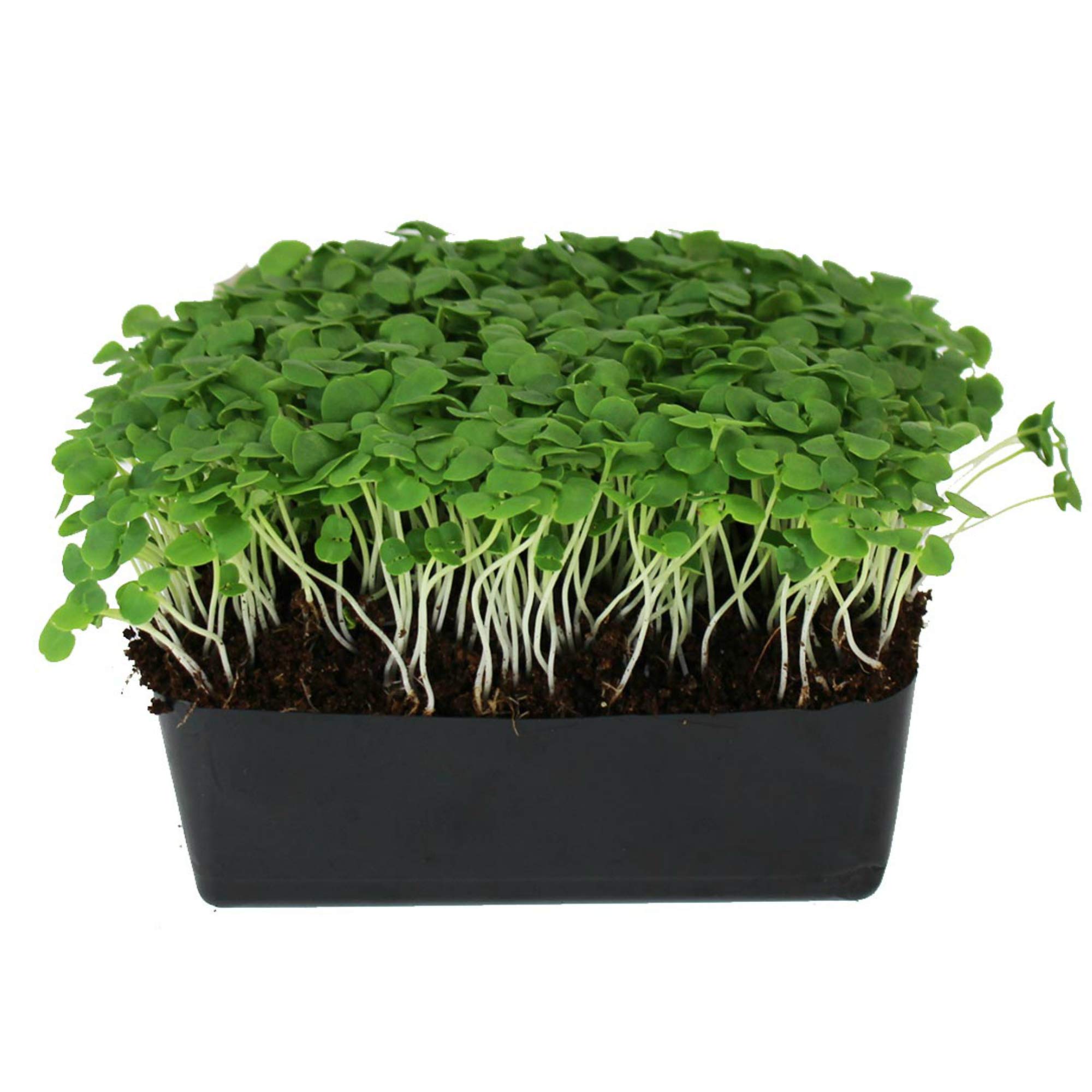 Organic Thai Basil Seeds - 1 Lb Bulk Herb Seeds for Growing Microgreens | Indoor Gardening, Hydroponics, Container Planting | Perfect for Salads, Garnishes & Asian Cuisine