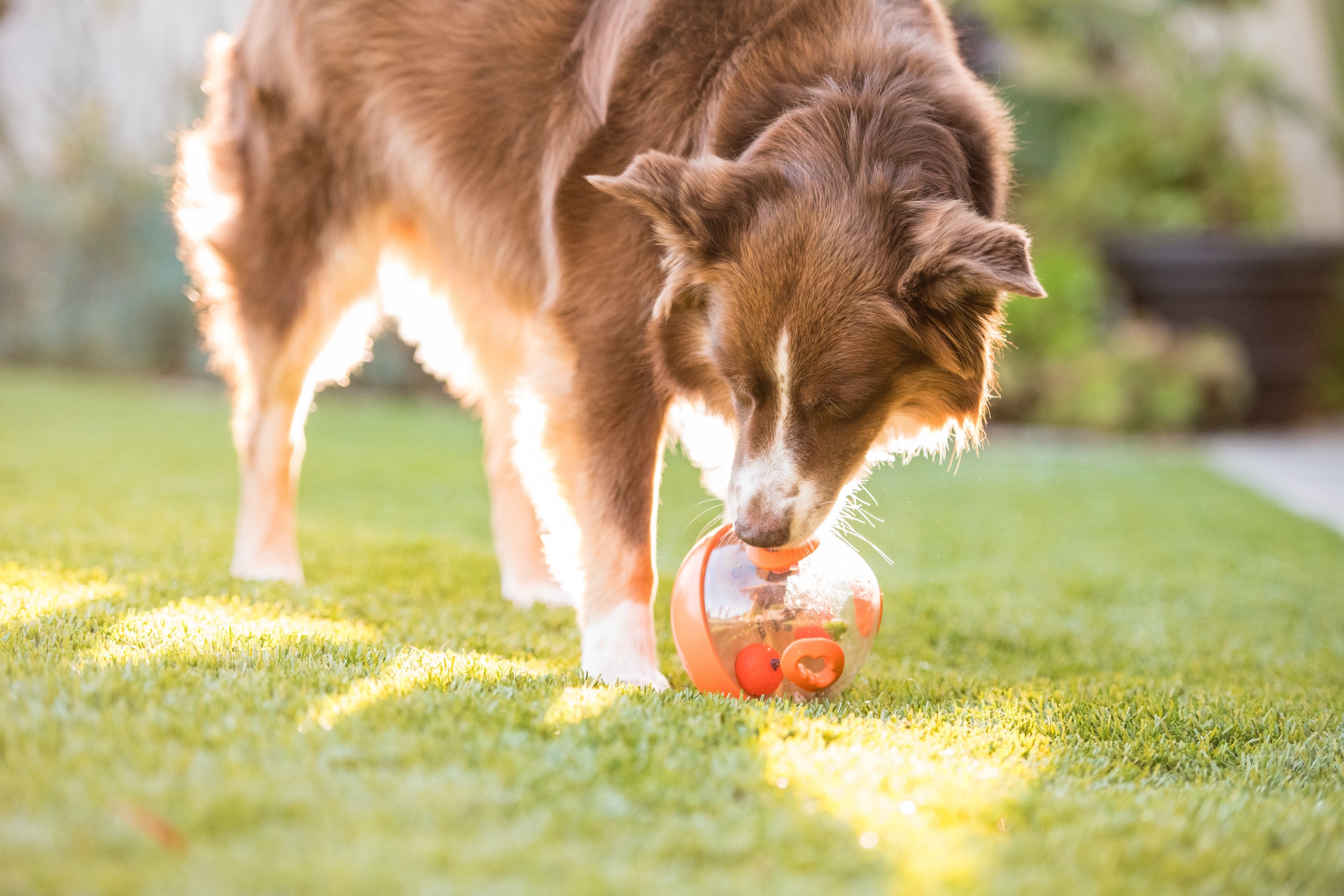 Interactive Wobble Ball Dog Toy with Treat Dispenser - Orange | Pet P.L.A.Y. | Fun Puzzle Game for Dogs to Stay Active & Entertained