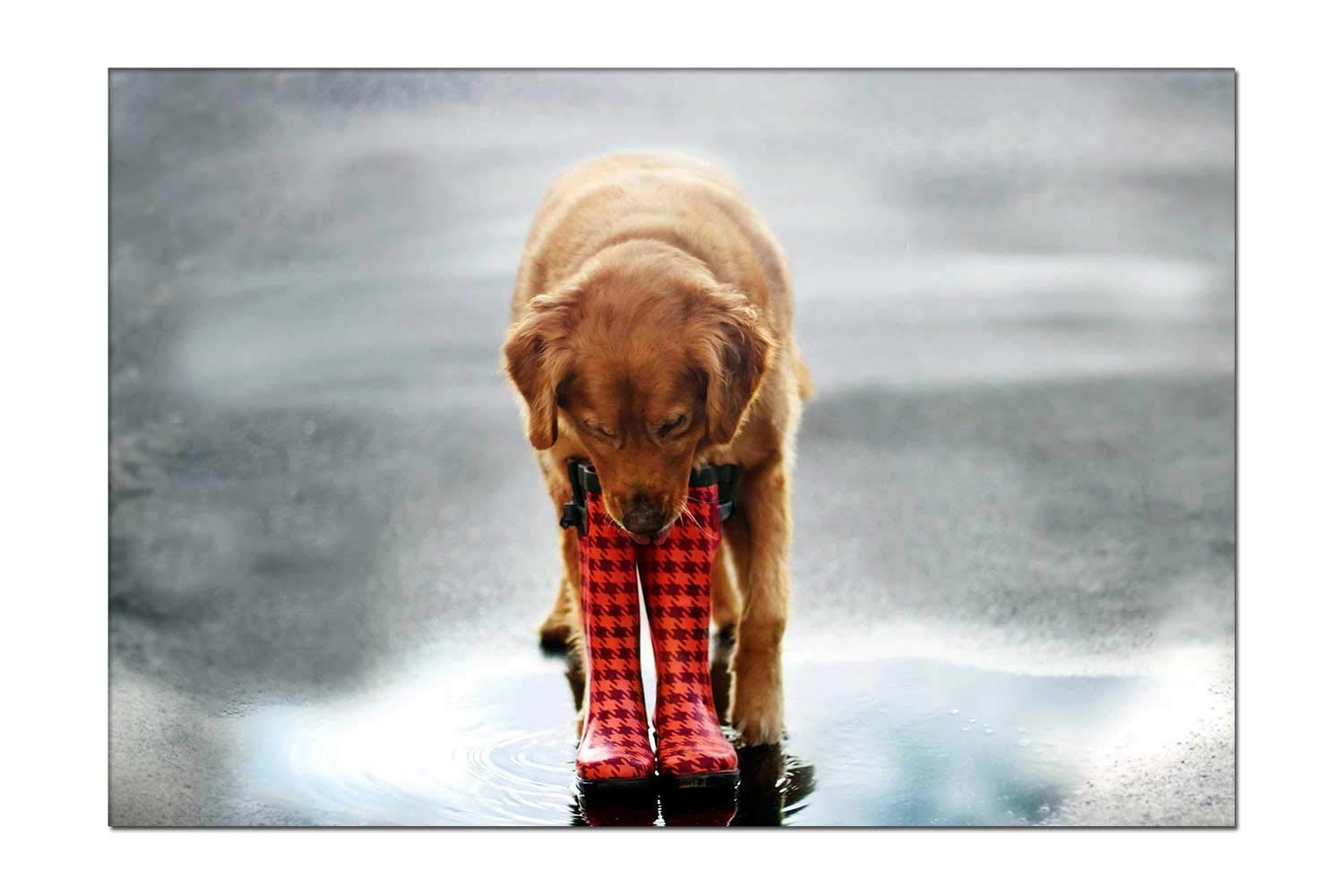 Custom Golden Retriever Canvas Wall Art - Personalized Dog Fetching Boots Print for Living Room & Bathroom Decor | Home Painting & Wall Hanging Decorations | Perfect Gift for Pet Lovers & Dog Owners