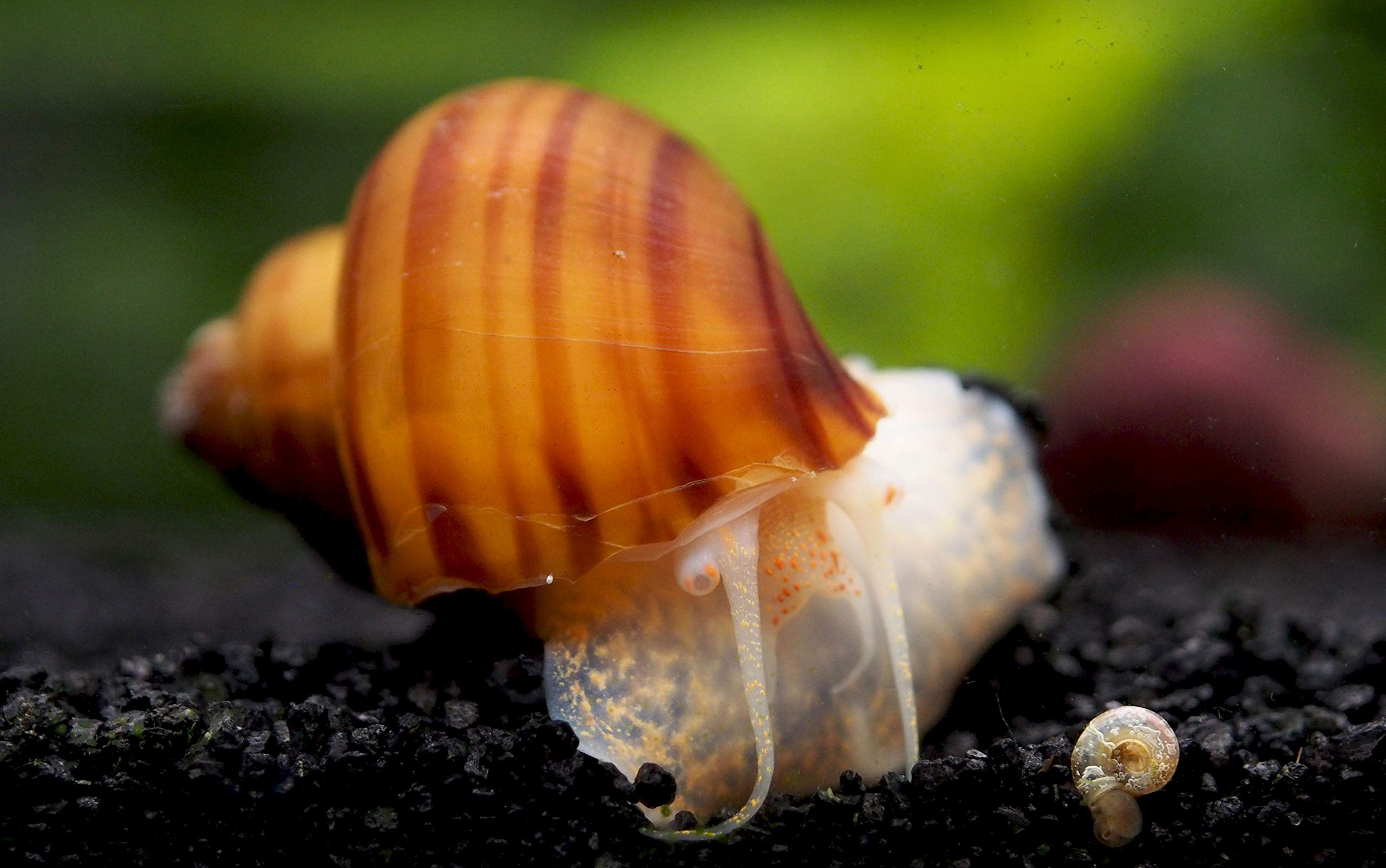 30 Live Albino Mystery Snails for Freshwater Aquariums | Biofilm Eater & Tank Cleaner | Nano Fish Tank Pets | Glass Cleaning Snails | Aquarium Decorations for Home & Office Use