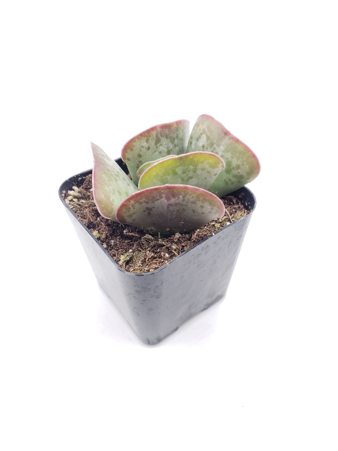 #99 Andromischus Calico Hearts - Rare Succulent Plant for Home Decor, Office Desk, or Garden Collection | Perfect Gift for Plant Lovers