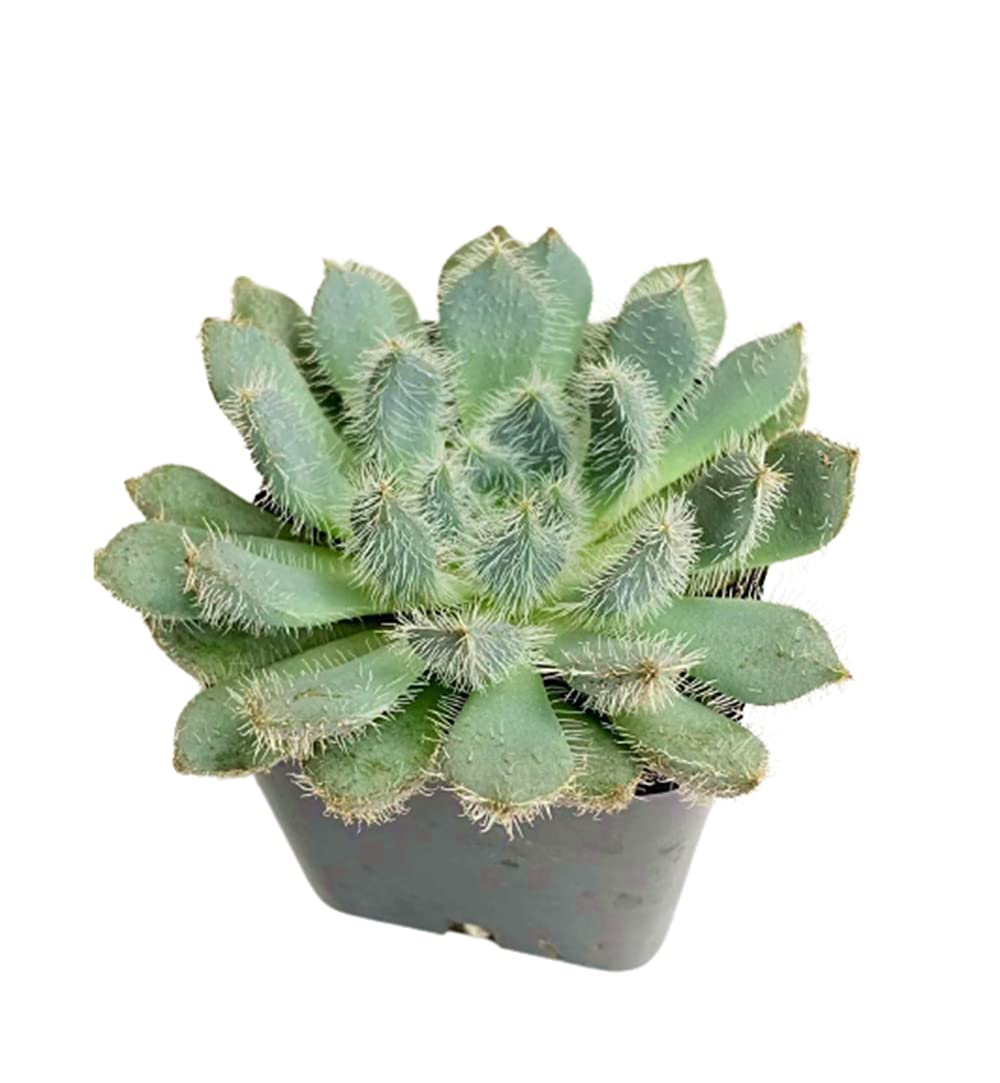Live Succulent Plants (2