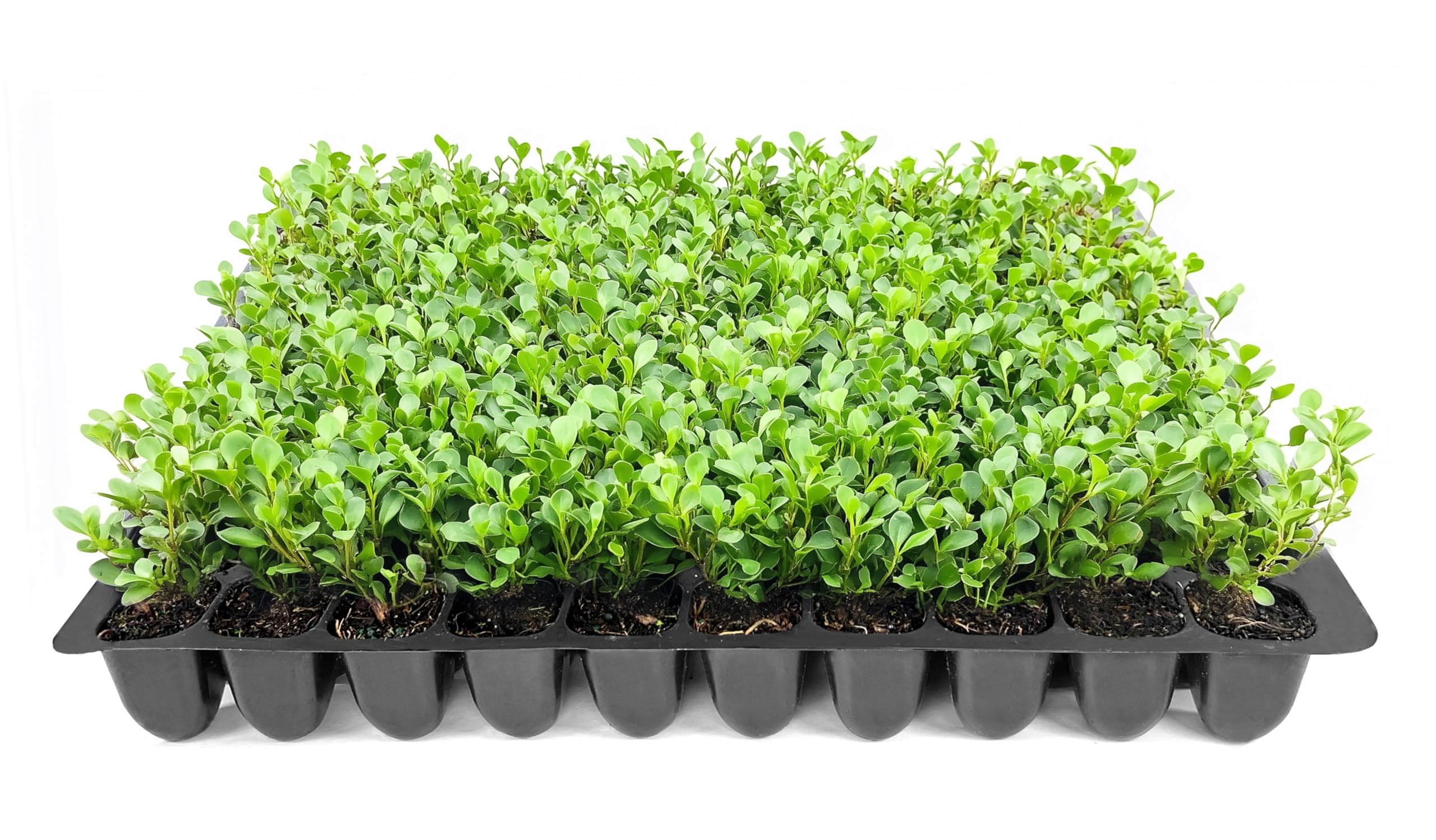 Winter Green Korean Boxwood - 20 Live Plants | Buxus Microphylla Fast Growing Cold Hardy Evergreen Shrubs for Landscaping, Hedges & Garden Borders