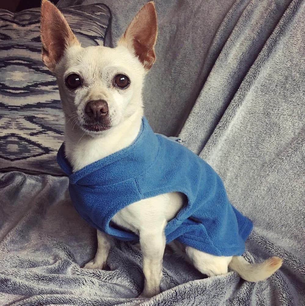 Gooby Fleece Vest Dog Sweater - Blue, Small - Warm Pullover Fleece Dog Jacket with O-Ring Leash Attachment - Winter Dog Coat for Small Breeds - Cold Weather Apparel for Puppies & Adult Dogs - Perfect for Outdoor Walks, Park Visits & Winter Adventures