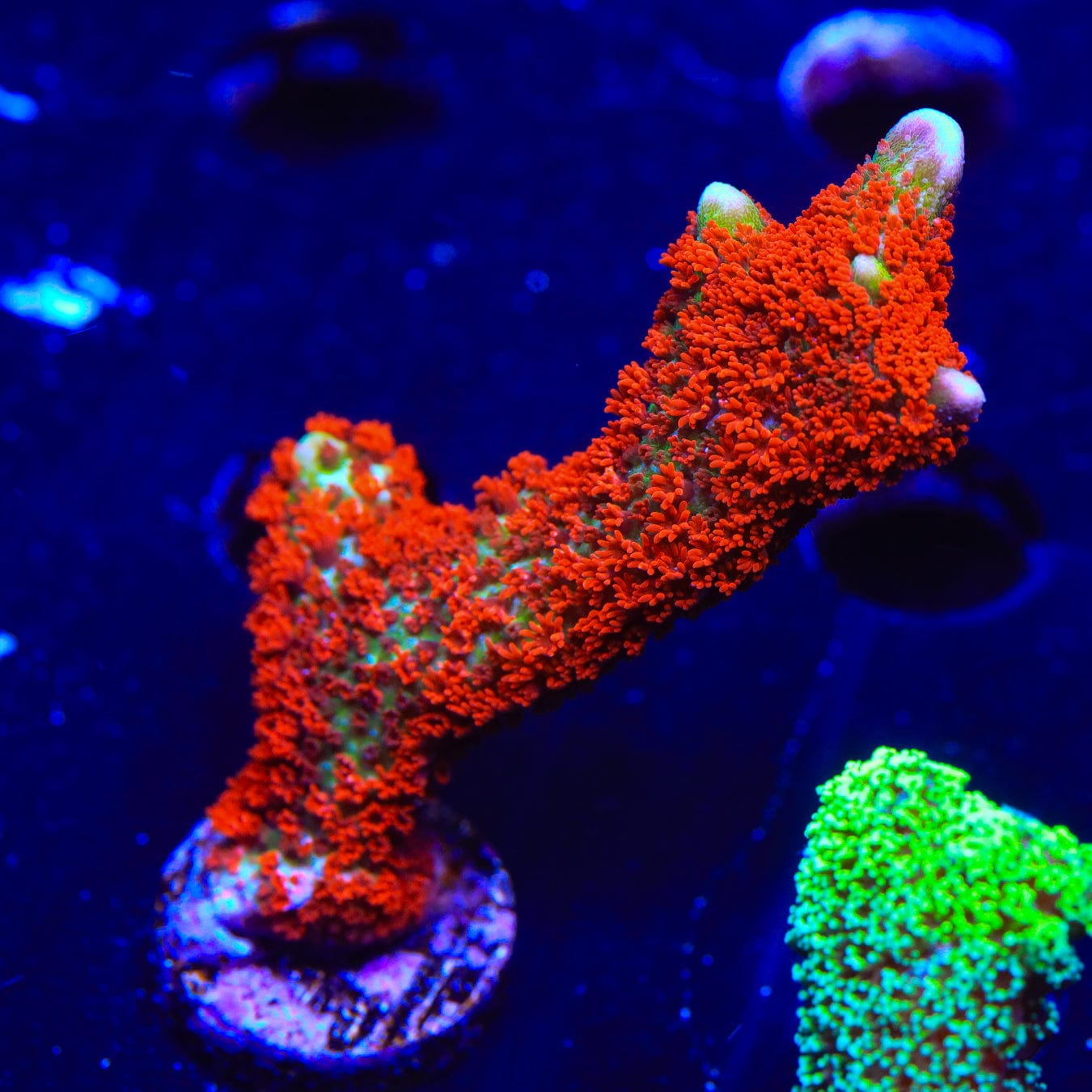 Premium Forest Fire Digitata Montipora Coral for Saltwater Aquariums - Vibrant Red & Orange SPS Coral for Reef Tanks & Marine Aquascaping
