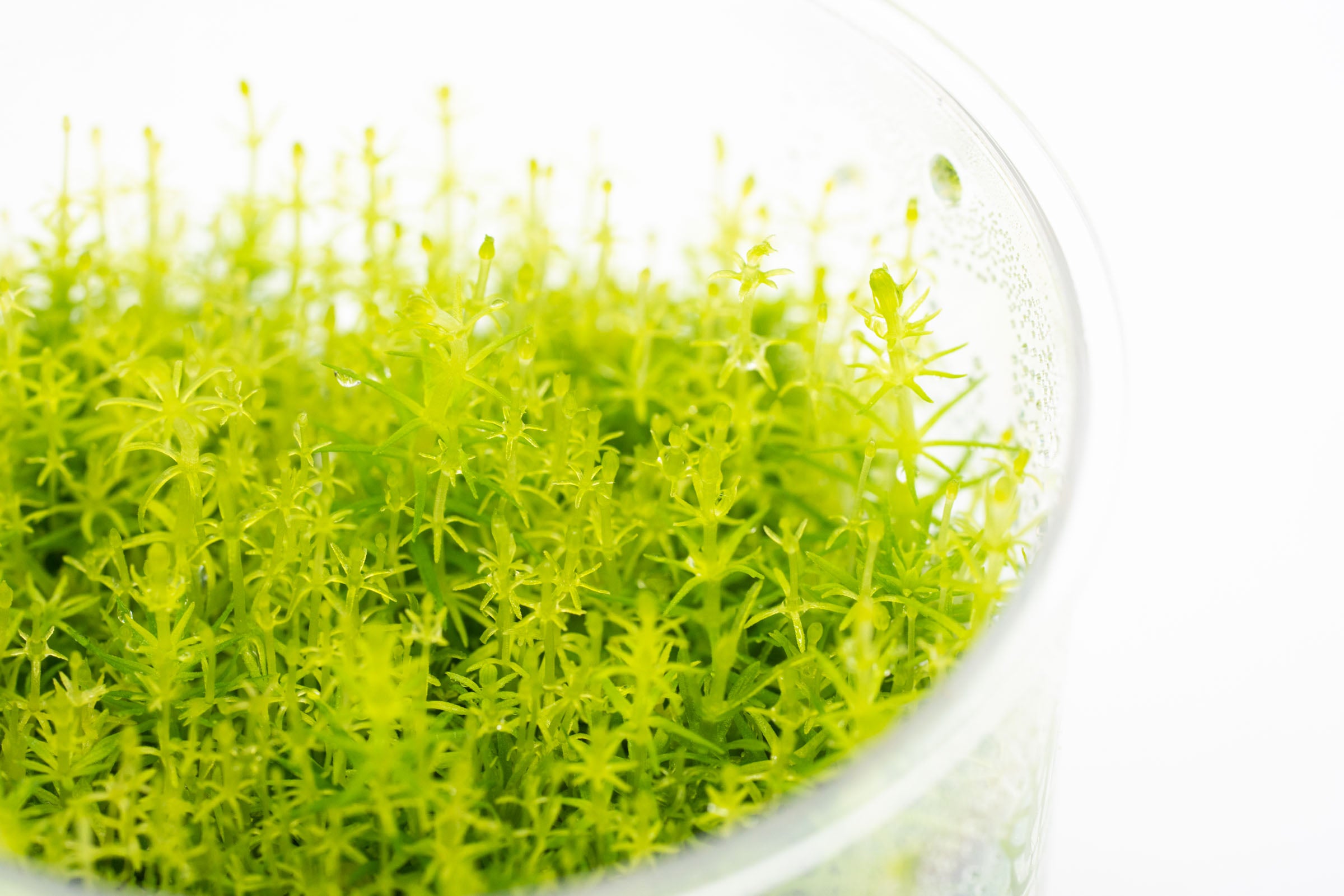 Pogostemon Deccanensis Aquatic Plant for Freshwater Aquariums – Perfect for Aquascaping, Fish Tanks, and Natural Decor