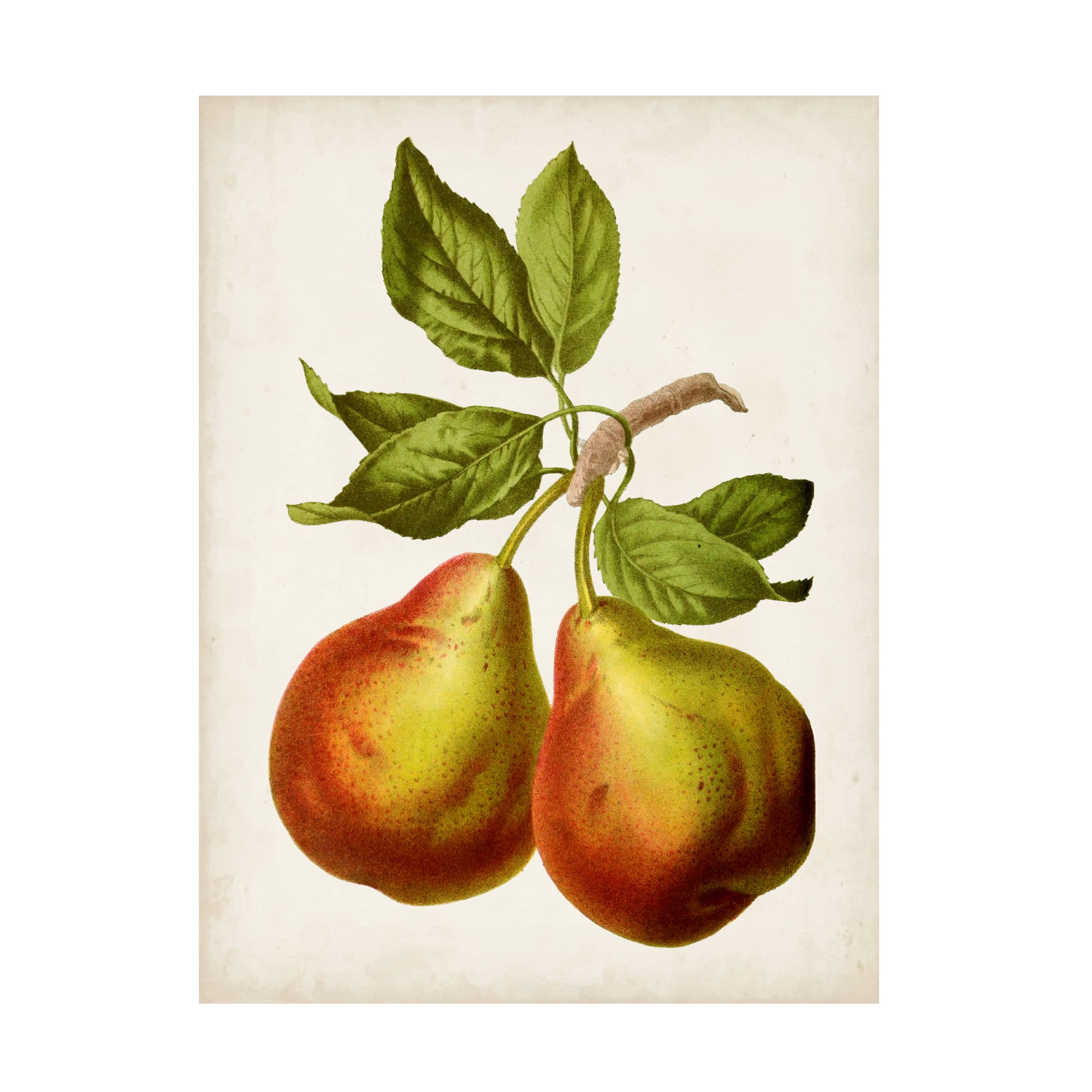 Trademark Fine Art 'Antique Fruit XI' Canvas Wall Art Print - Vintage Still Life Painting for Living Room, Dining Room & Office Decor