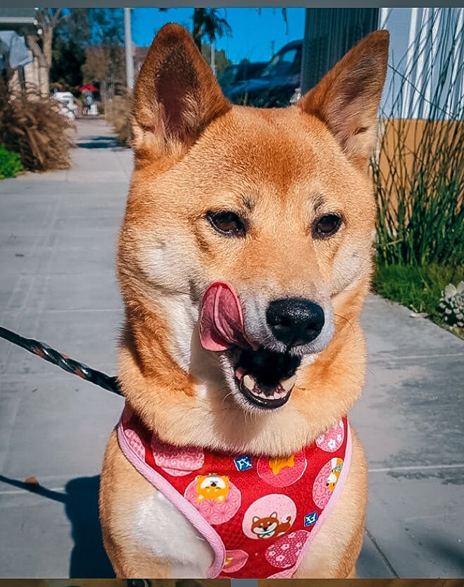Premium Pink Dog Harness Set for Shiba Inu - Adjustable & Comfortable Pet Walking Gear for Small Dogs - Perfect for Daily Walks, Hiking, and Outdoor Adventures