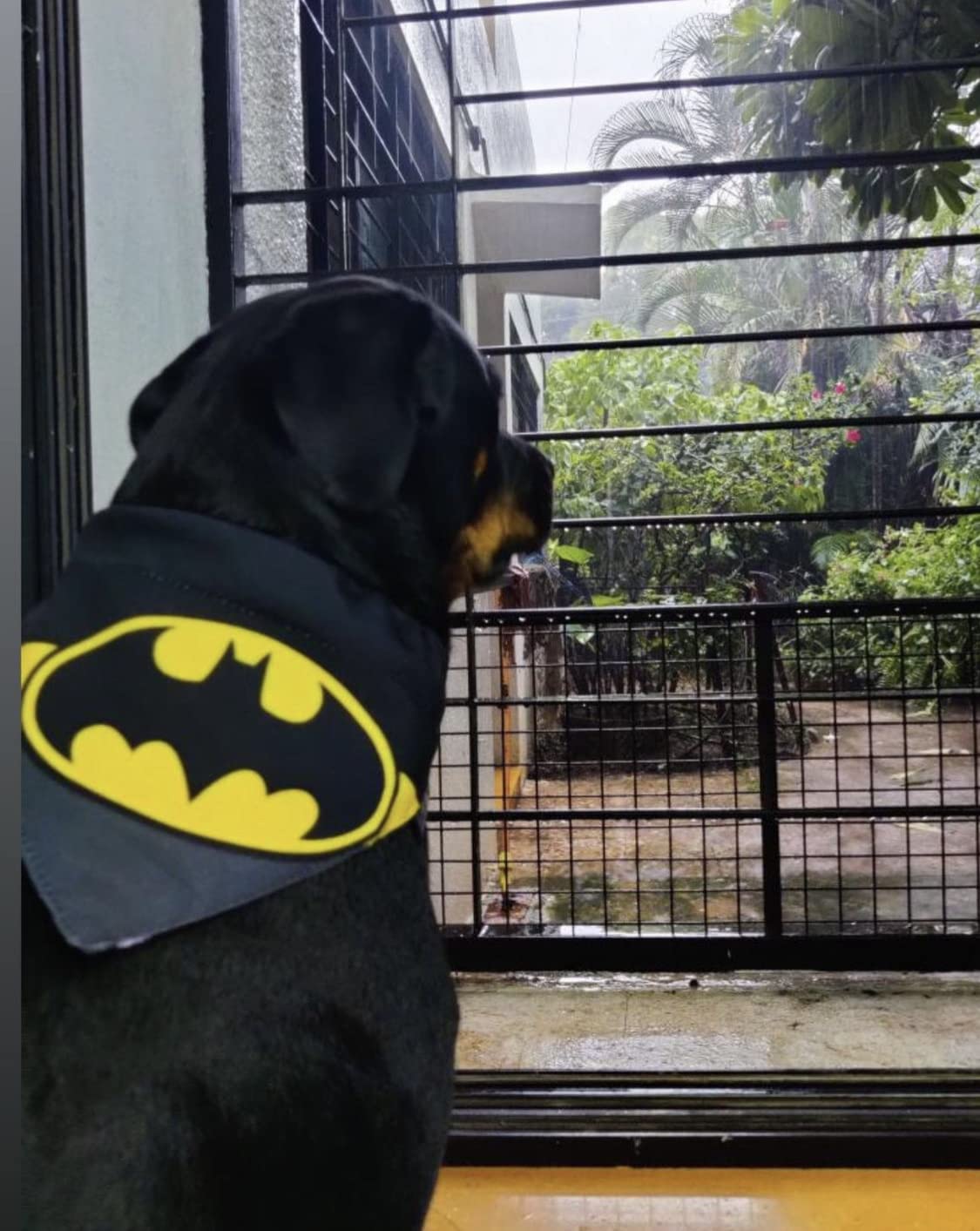 Official Licensed Batman Dog Bandana & Adjustable Collar Set - Size S for Small Dogs - Perfect for Pet Costumes, Halloween, and Superhero-Themed Parties