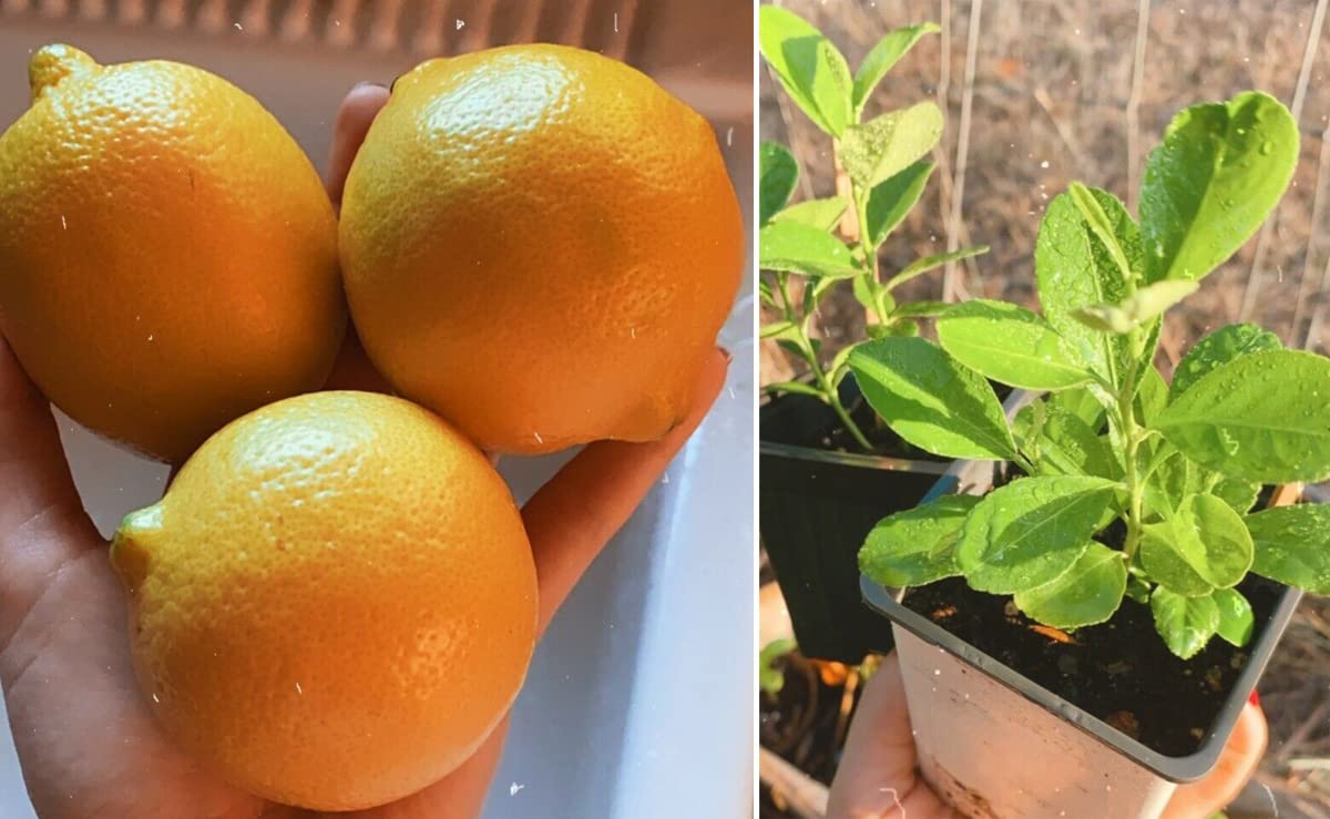 30+ Non-GMO Lemon Tree Seeds for Planting - Organic Pesticide-Free Citrus Fruit Tree - Perfect for Home Garden, Backyard Orchard & DIY Gardening Projects