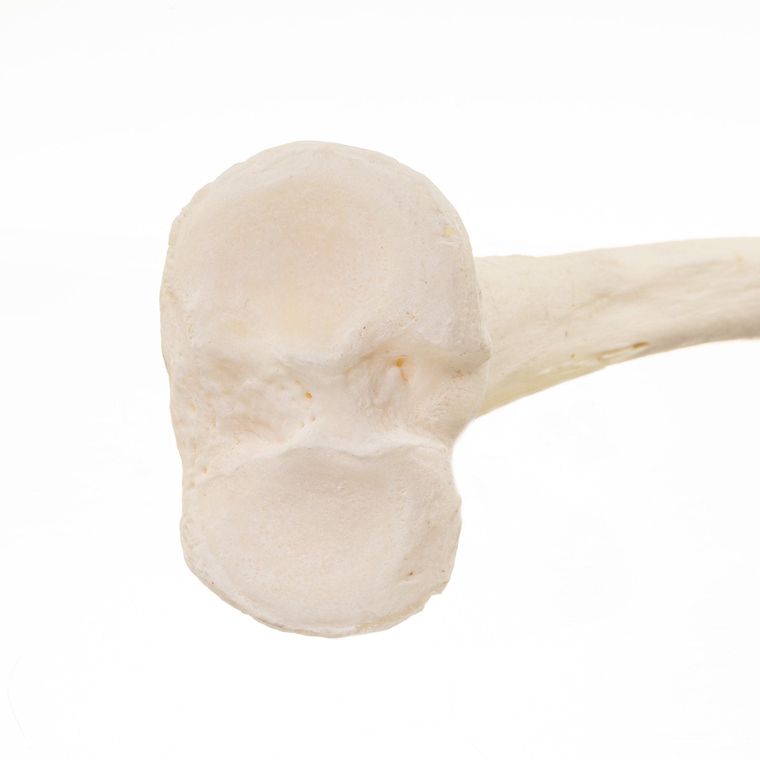 Premium Human Tibia Bone for Medical Research & Anatomy Study - Ideal for Medical Schools, Laboratories & Forensic Science