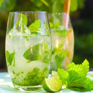 Organic Mojito Mint Plant - 1 Live Starter Plant (Not Seeds) - Fresh Culinary Herb for Cocktails, Teas & Cooking - Grown by Yumheart Gardens - Perfect for Home Gardens, Bartending & DIY Recipes