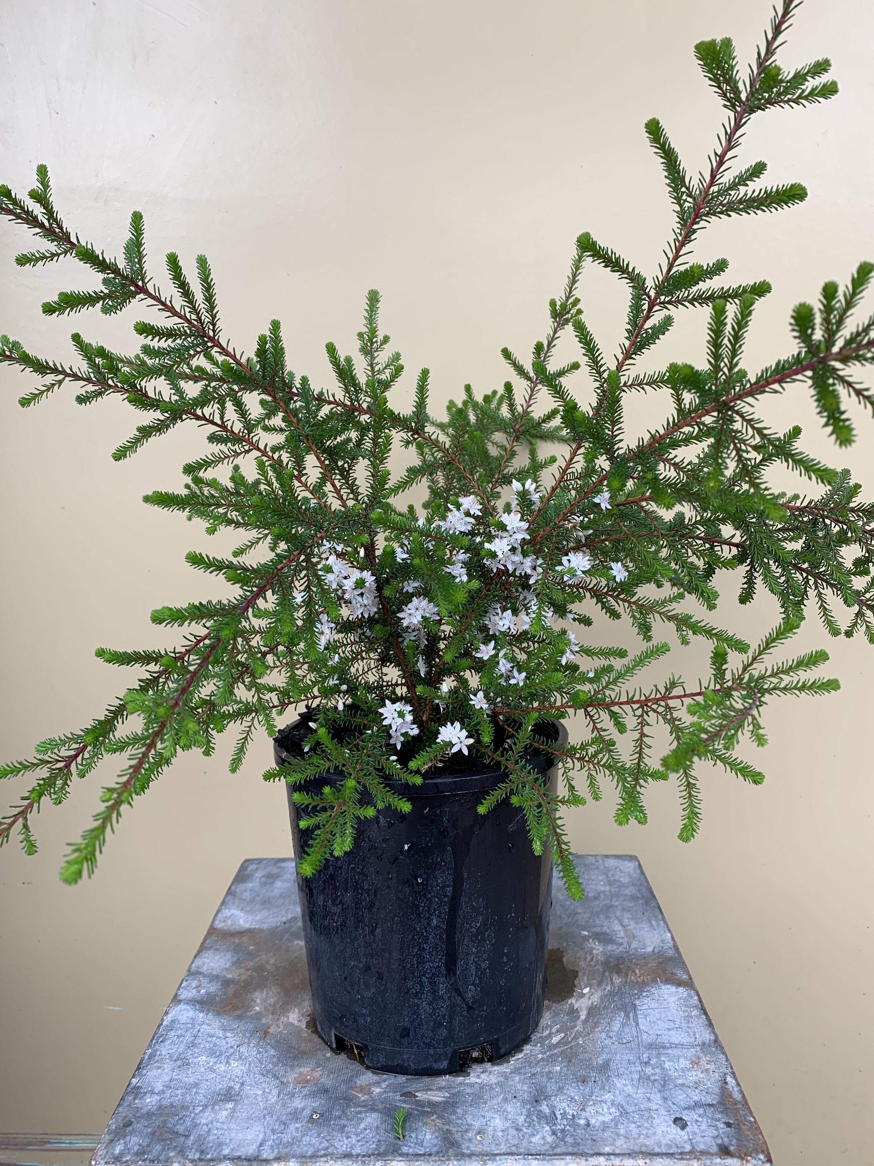 Calytrix 'Snow Myrtle' - Beautiful White Flowering Australian Native Shrub for Gardens & Landscaping | Perfect for Hedges, Borders & Coastal Planting