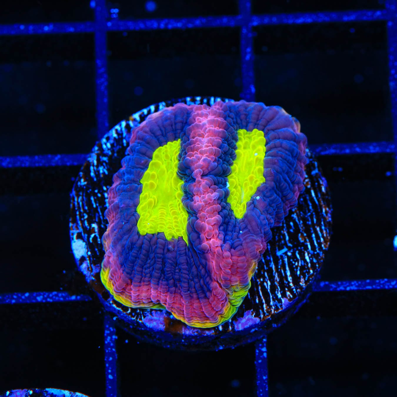 Dragon Soul Favia Coral - Premium Live Coral for Saltwater Aquariums | Perfect for Reef Tanks & Marine Displays