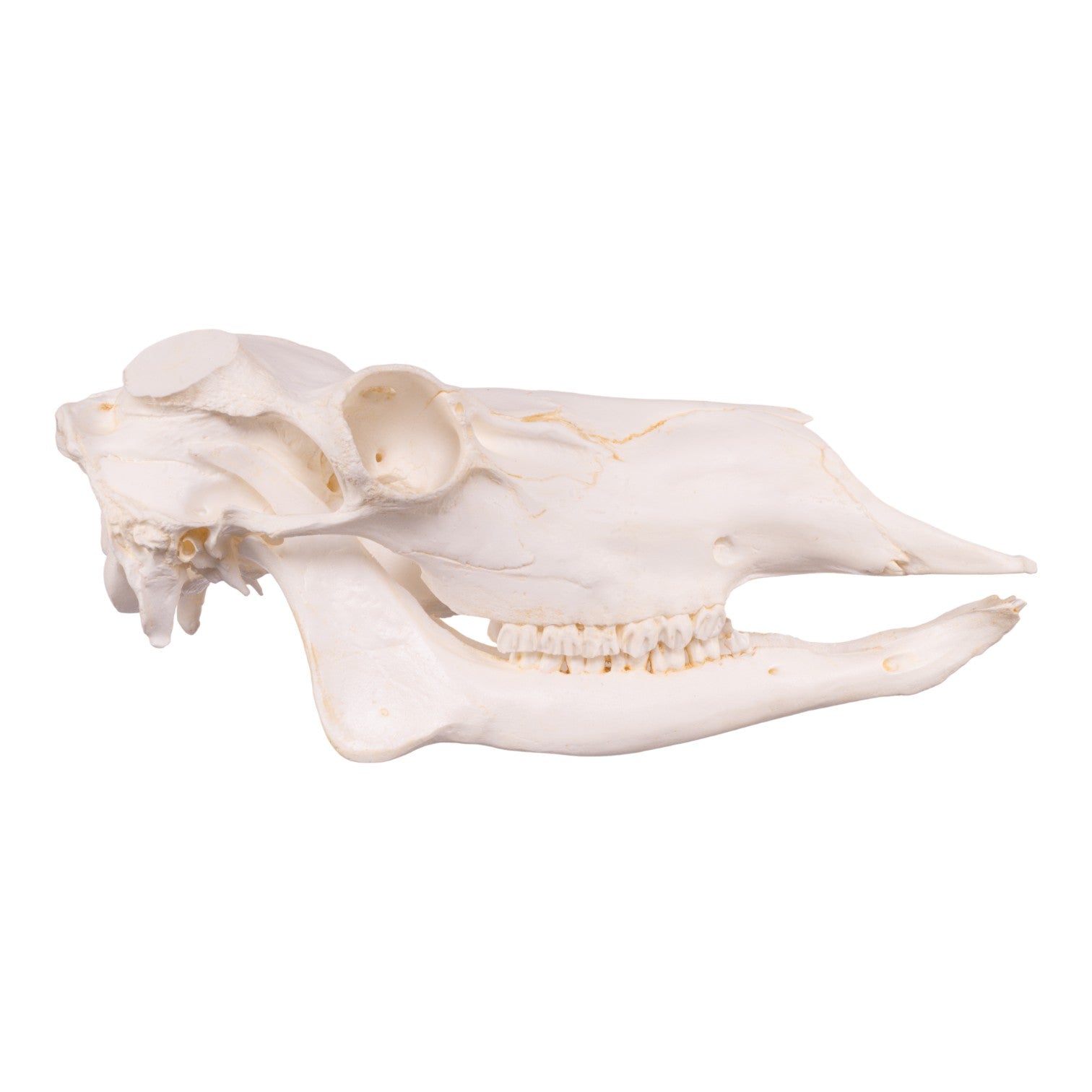 Authentic Replica Caribou Skull - Handcrafted Taxidermy Decor for Hunting Lodge, Cabin & Western Home Decor | Perfect for Wall Mount Display, Man Cave, and Rustic Interior Design