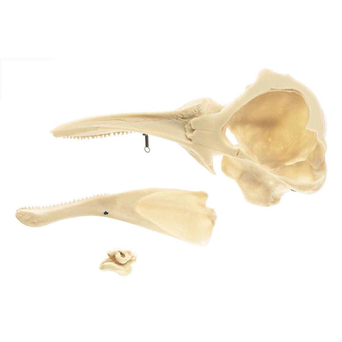 Harbour Porpoise Skull Half - Right Side Specimen for Marine Biology Study, Animal Skull Collection, and Educational Display