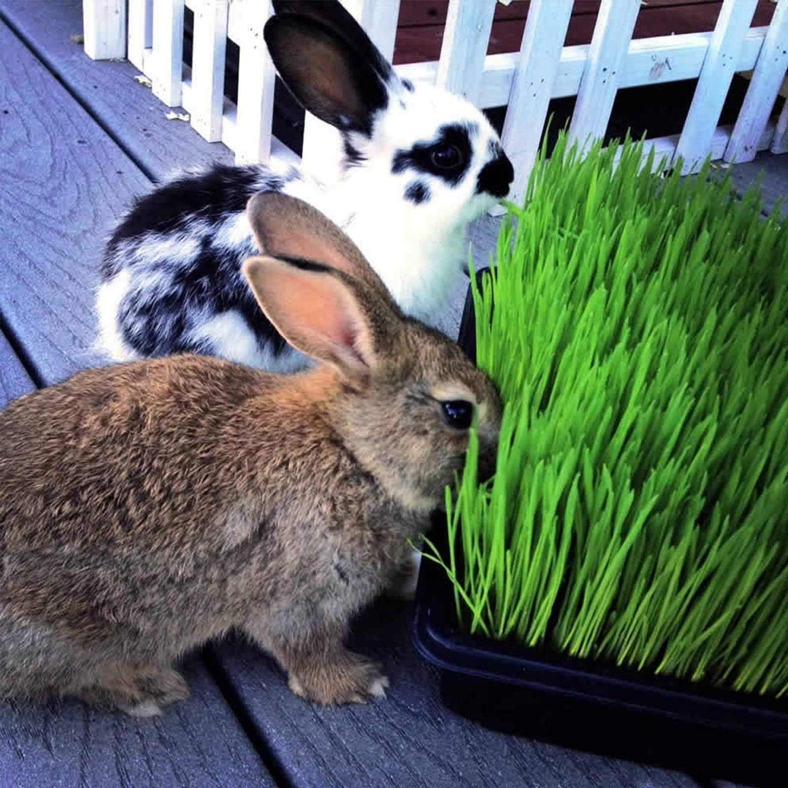 Premium Organic Cat Grass Growing Kit - 5 LBS Organic Wheatgrass Seeds, Coconut Coir Soil, Trays & Guide - Grow Healthy Cat Grass for Indoor Cats, Dogs & Small Pets - Perfect for Pet Wellness & Home Decor