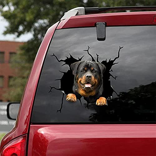 Rottweiler B