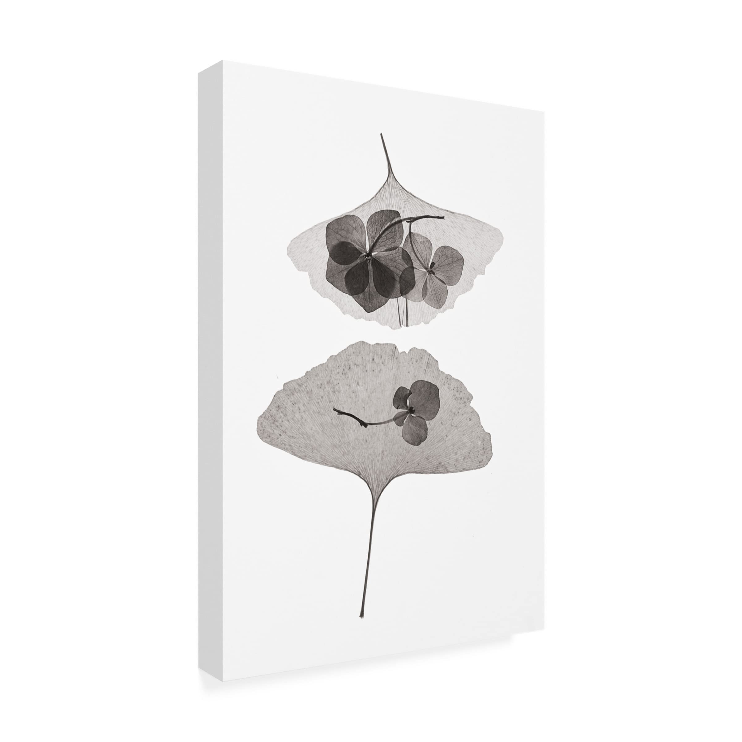 Trademark Fine Art 'Botanical 35' Canvas Wall Art Print by Lenka - Floral Home Decor for Living Room, Bedroom & Office