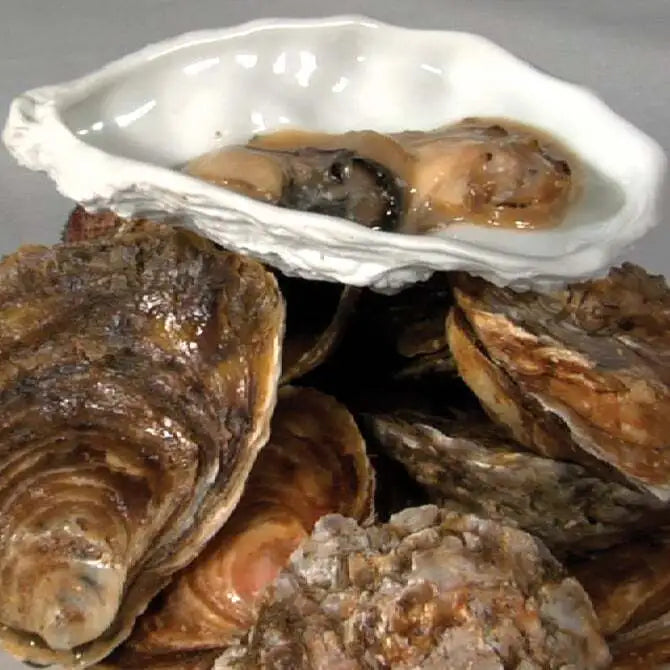 Premium Oyster Serving Dish - Elegant Shallow Shell Platter for Seafood, Sushi & Appetizers | Perfect for Dinner Parties, Restaurants & Home Entertaining