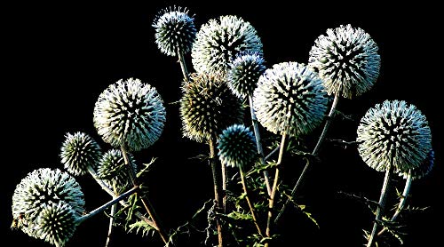 20x30 Inch Laminated Wild Thistle Flower Nature Poster - Vibrant Colors & Detailed Botanical Artwork - Perfect for Home Decor, Office Wall Art & Classroom Educational Displays