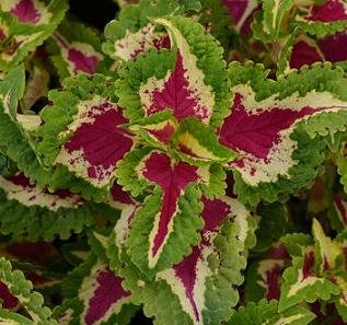 Coleus for Shade Wizard Rose 2000 Seeds - Colorful Foliage Plants for Shady Gardens, Containers & Landscaping