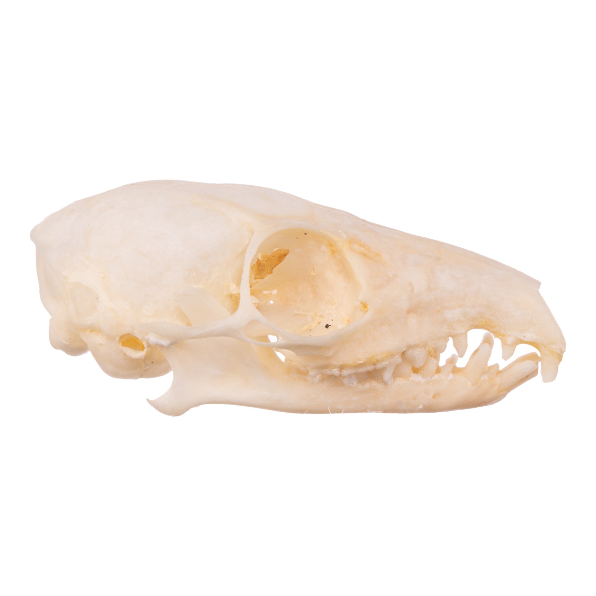 Real Tree Shrew Skull - Authentic Animal Skull Specimen for Science Education, Taxidermy & Gothic Decor | Perfect for Biology Classrooms, Oddity Collections & Halloween Displays