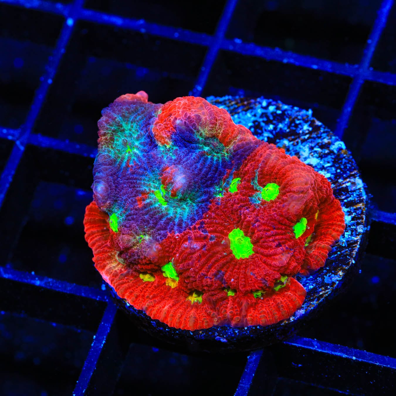 Premium CB Bloodbath Favia Coral for Saltwater Aquariums - Vibrant Live Coral for Reef Tanks, Nano Tanks & Marine Displays - Easy to Care LPS Coral for Beginners & Experts