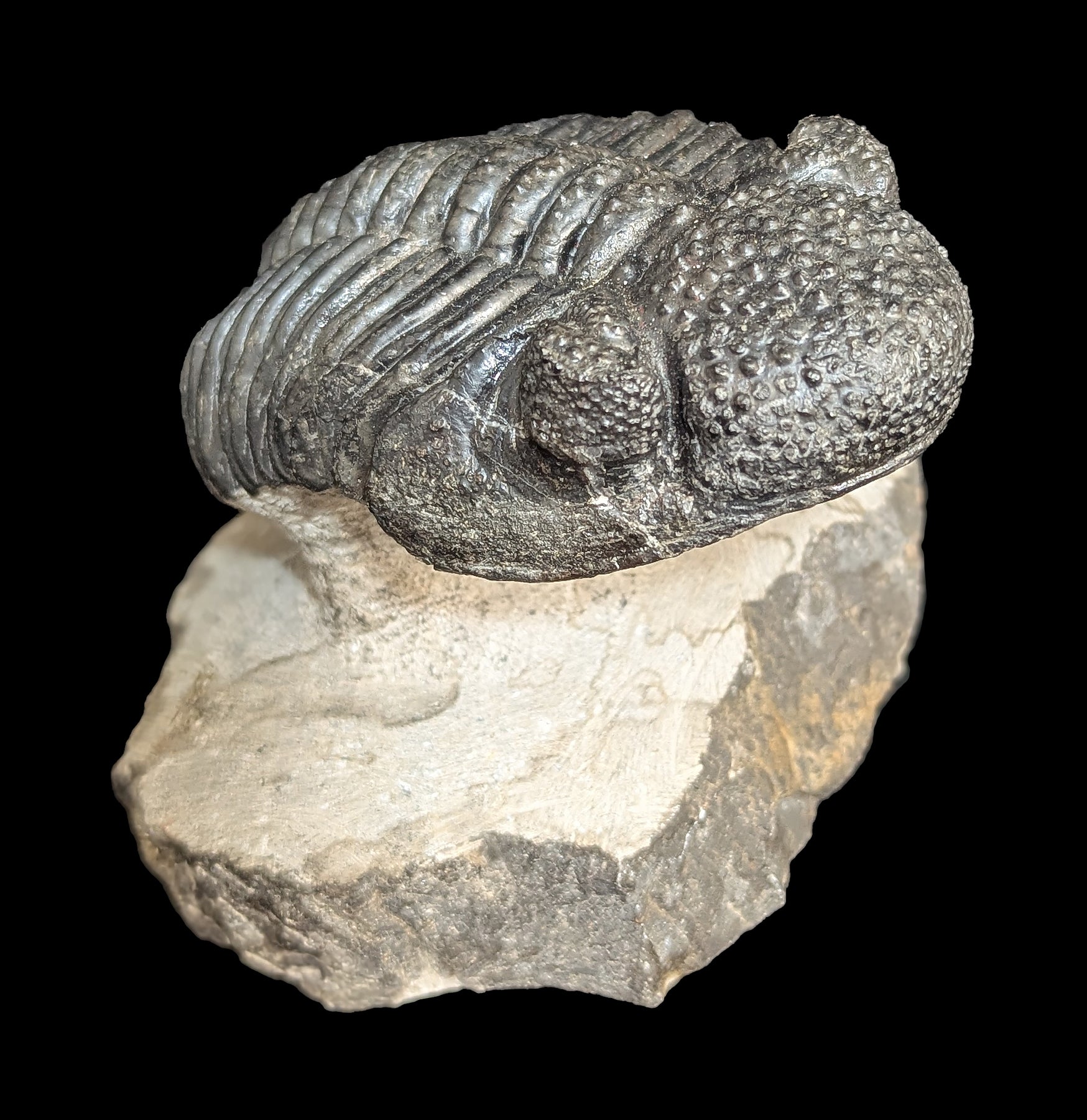 Authentic Trilobite Drotops Megalomanicus Fossil in Matrix - Rare Paleozoic Era Specimen for Collectors & Home Decor