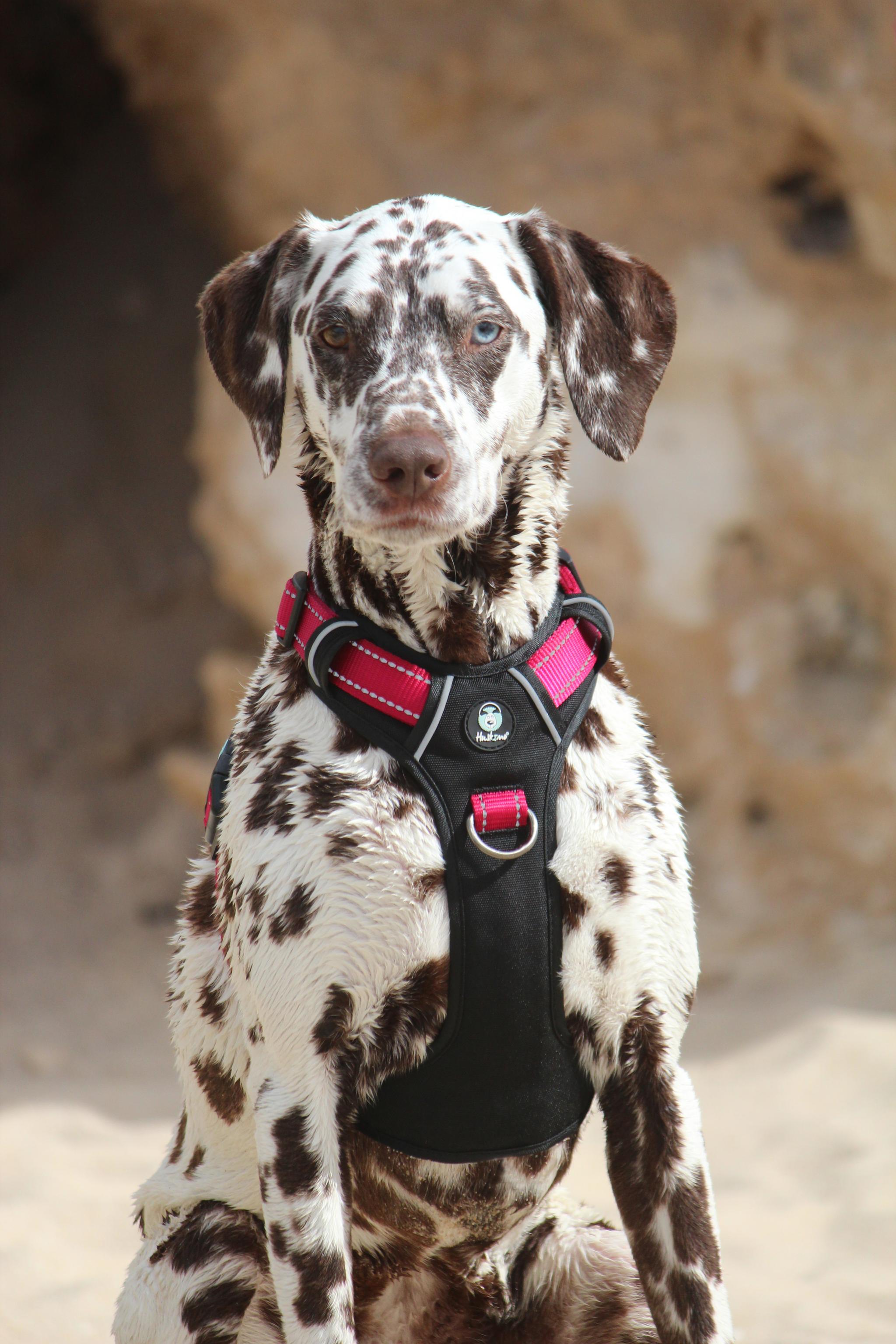 Huskimo Ultimate No-Pull Dog Harness with Padded Chest - Adjustable Reflective Pet Vest for Medium & Large Dogs - Perfect for Walking, Hiking & Outdoor Adventures