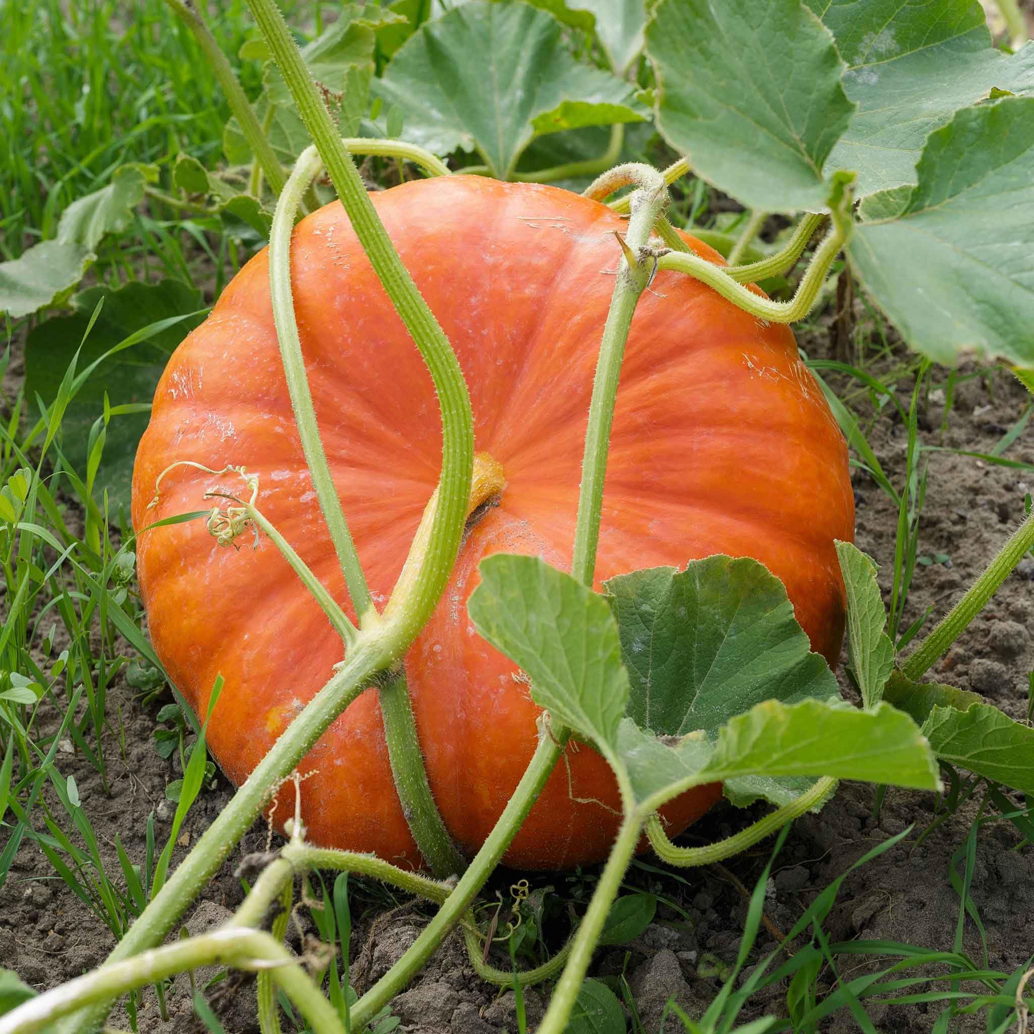 Eden Brothers Cinderella Pumpkin Seeds - Non-GMO, High-Yield, Fast-Growing Vegetable Seeds for Planting (1/4 Pound) | Zones 3-10, Warm Season Planting | Perfect for Home Gardens, Pumpkin Patches & Fall Decorations