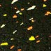Candy Corn